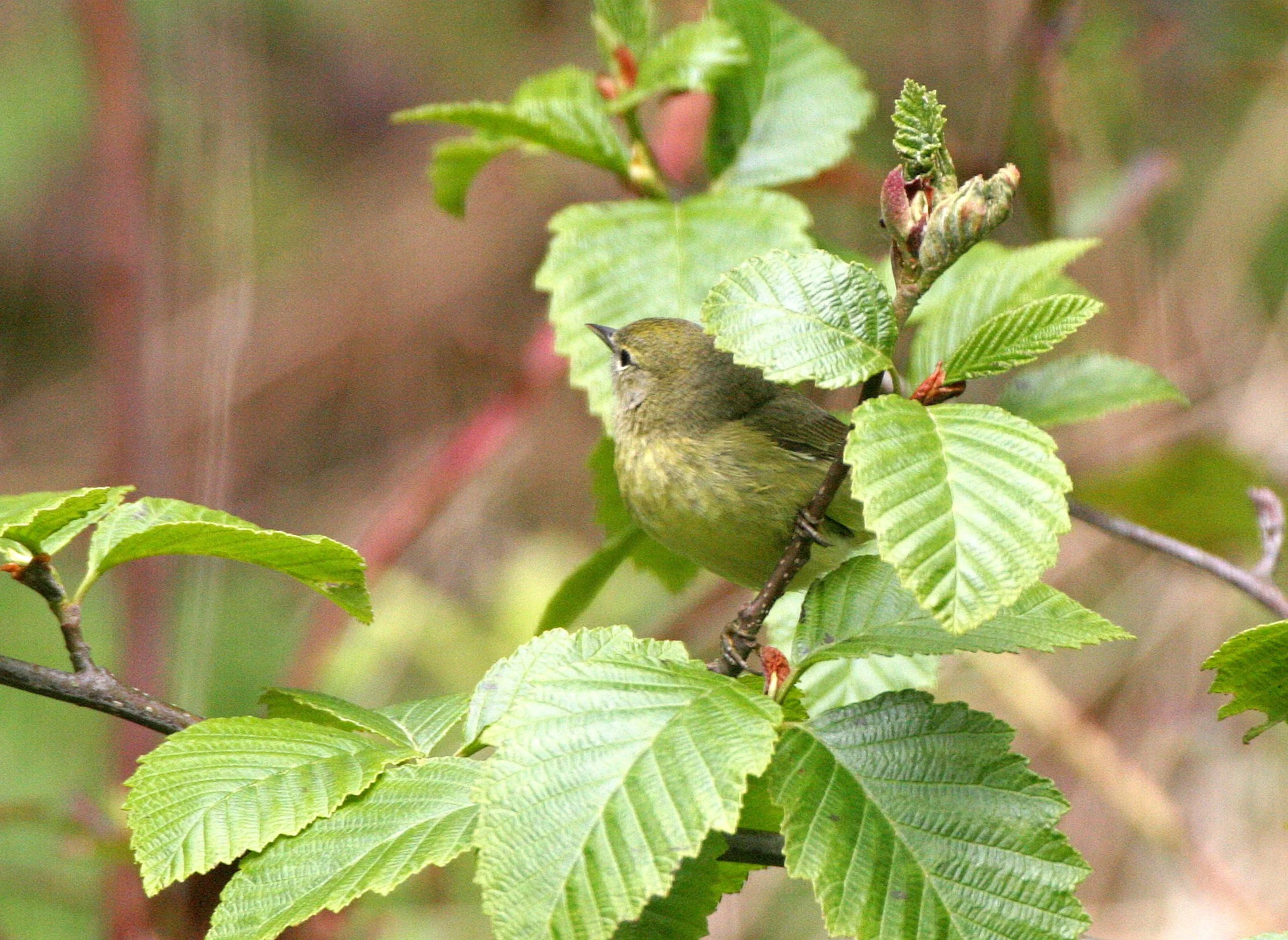 Orange-crowned Warbler (Leiothlypis celata) Lake Farm, Clallam Co., Washington