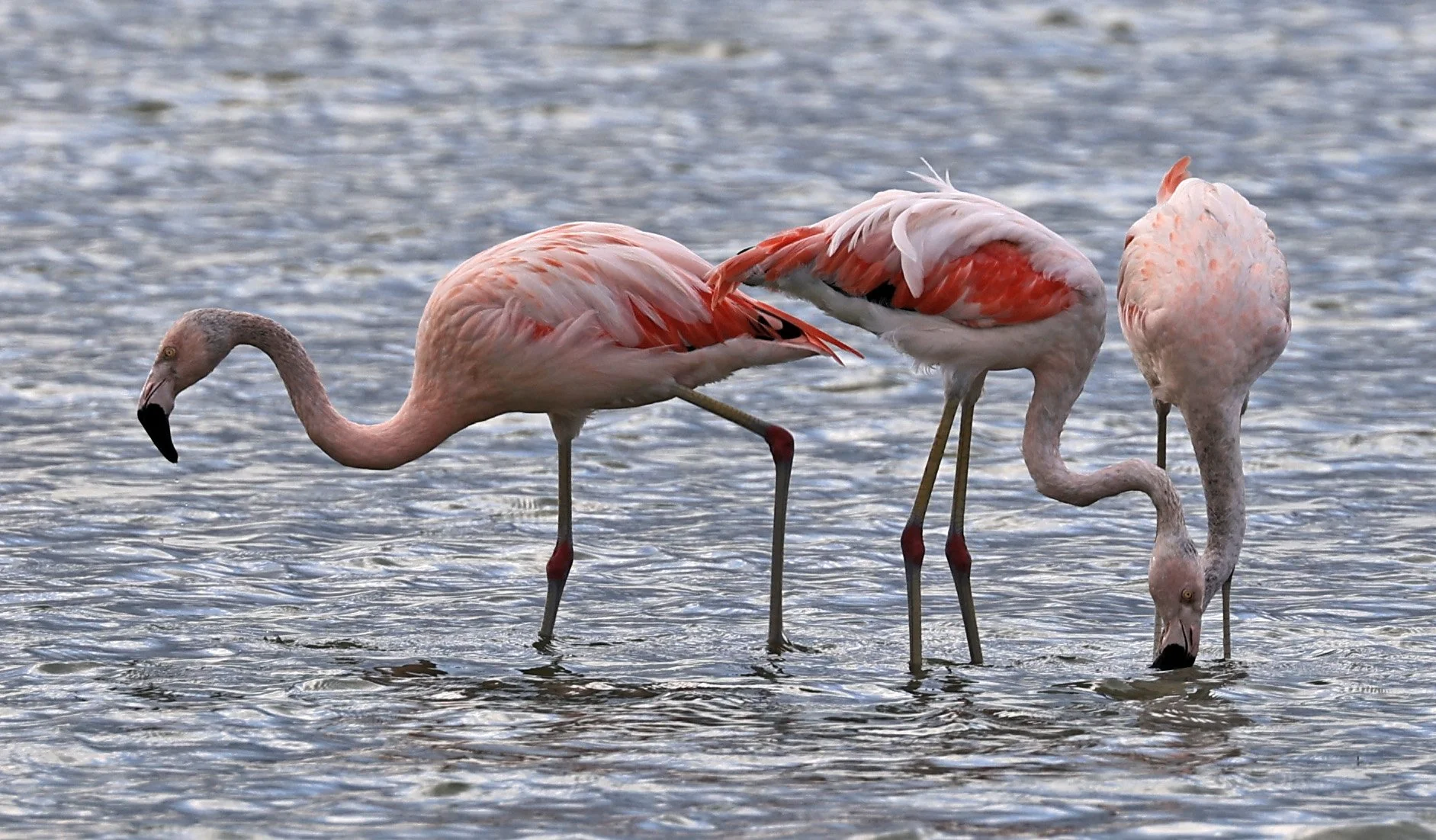 Chilean Flamingo (Phoenicopterus chilensis) Chaco Lodge & Laguna Salada Paraguay (4).jpg