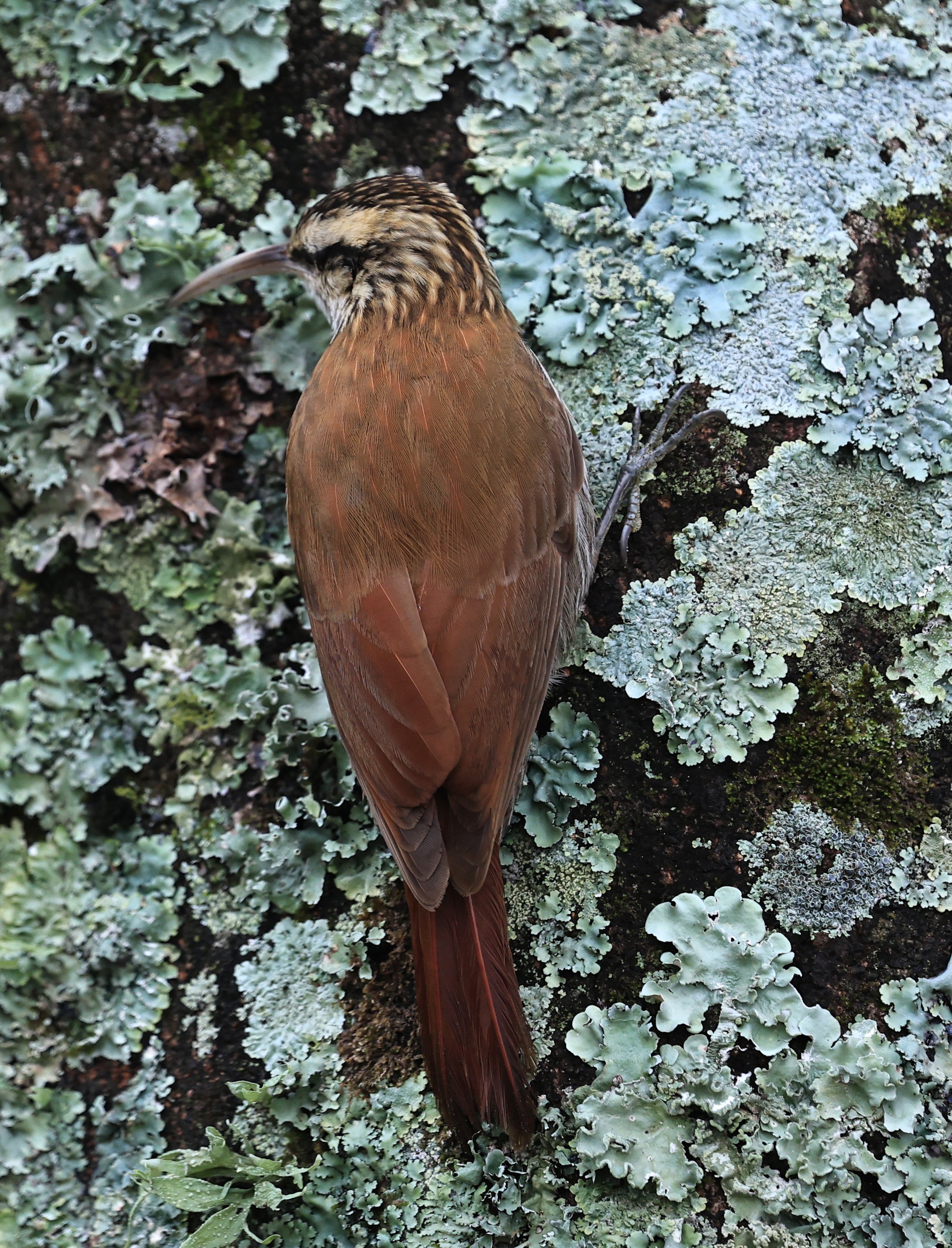 Narrow-billed Woodcreeper (Lepidocolaptes angustirostris) El Palmar National Park, Entre Rios, Argentina  (22).jpg