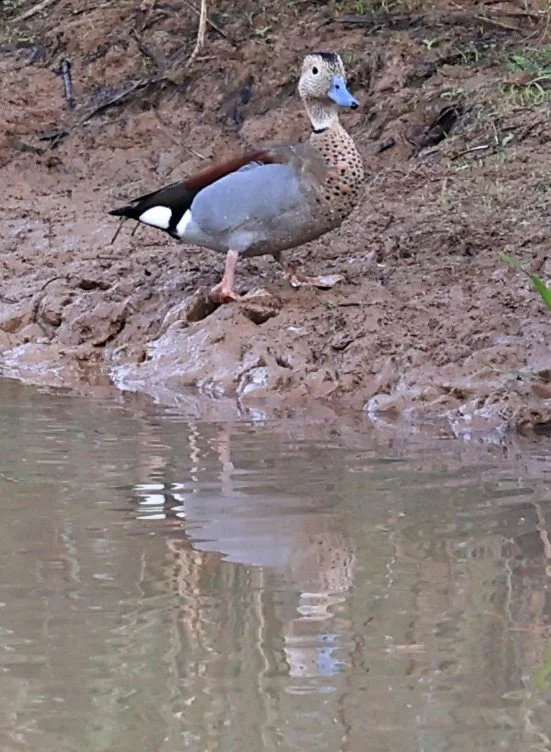 Ringed Teal (Callonetta leucophrys) Hotel Iparoma Campestre Paraguay (18).jpg
