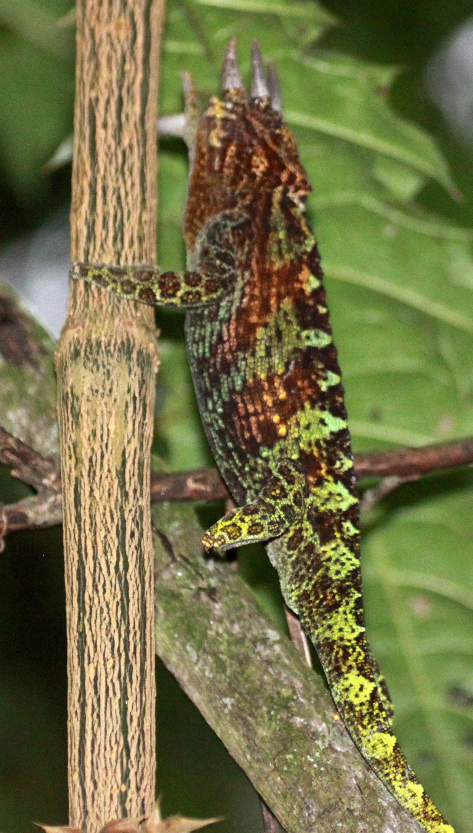 Trioceros johnstoni - RWENZORI THREE-HORNED CHAMELEON -  RWENZORI NATIONAL PARK UGANDA (5).JPG