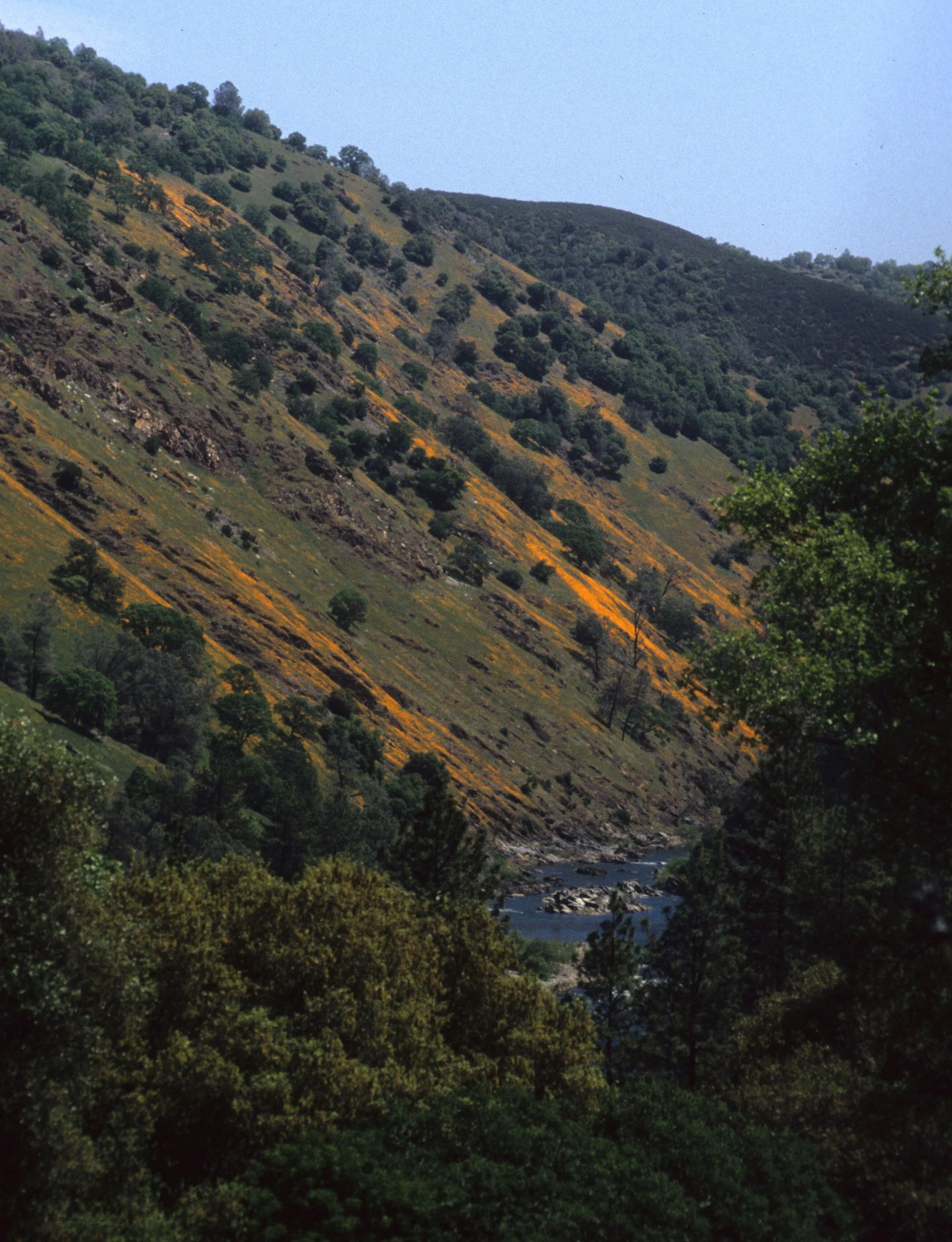 AMERICAN RIVER - SOUTH FORK WITH POPPIES ON HILLSIDE.jpg
