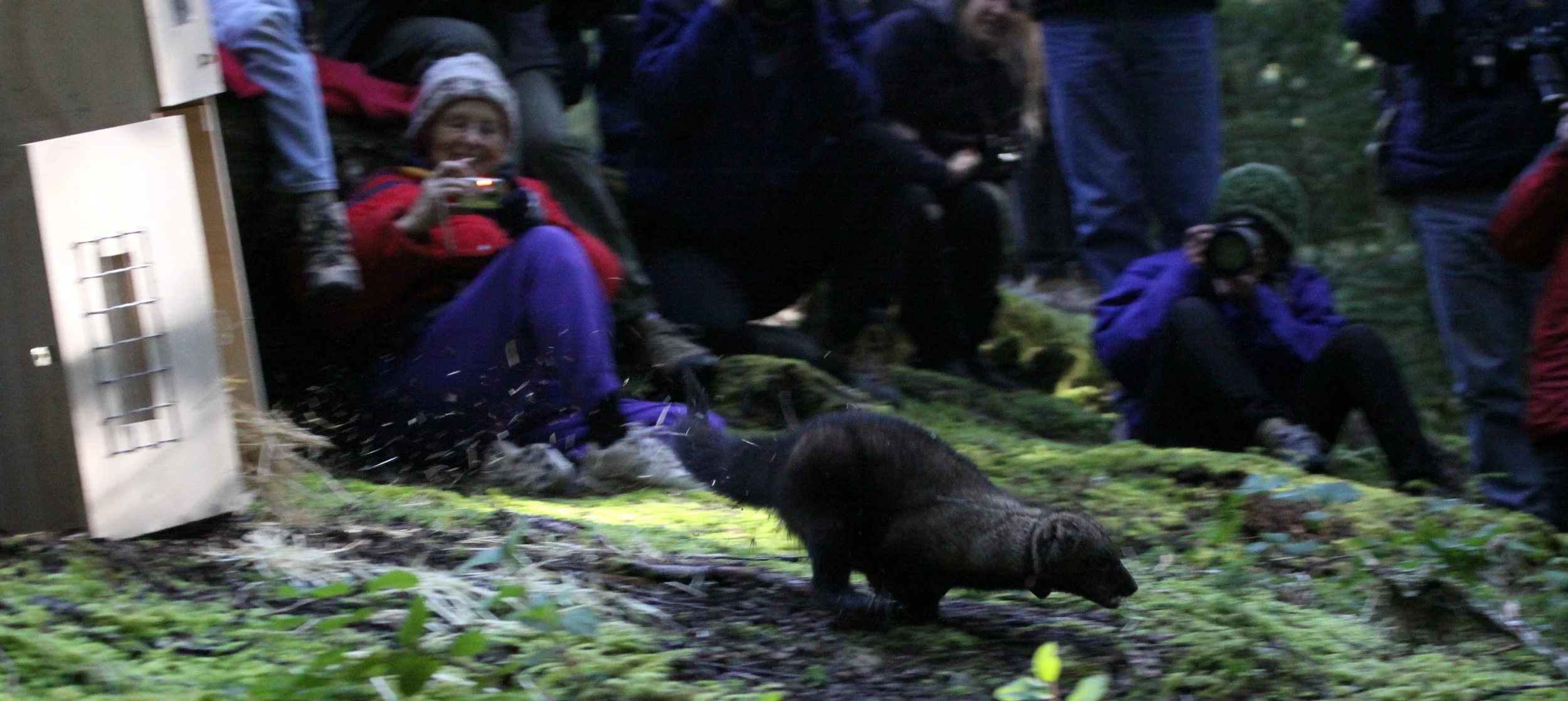 MUSTELID - FISHER - FINAL RELEASE ON 2-20-2010 (34).JPG