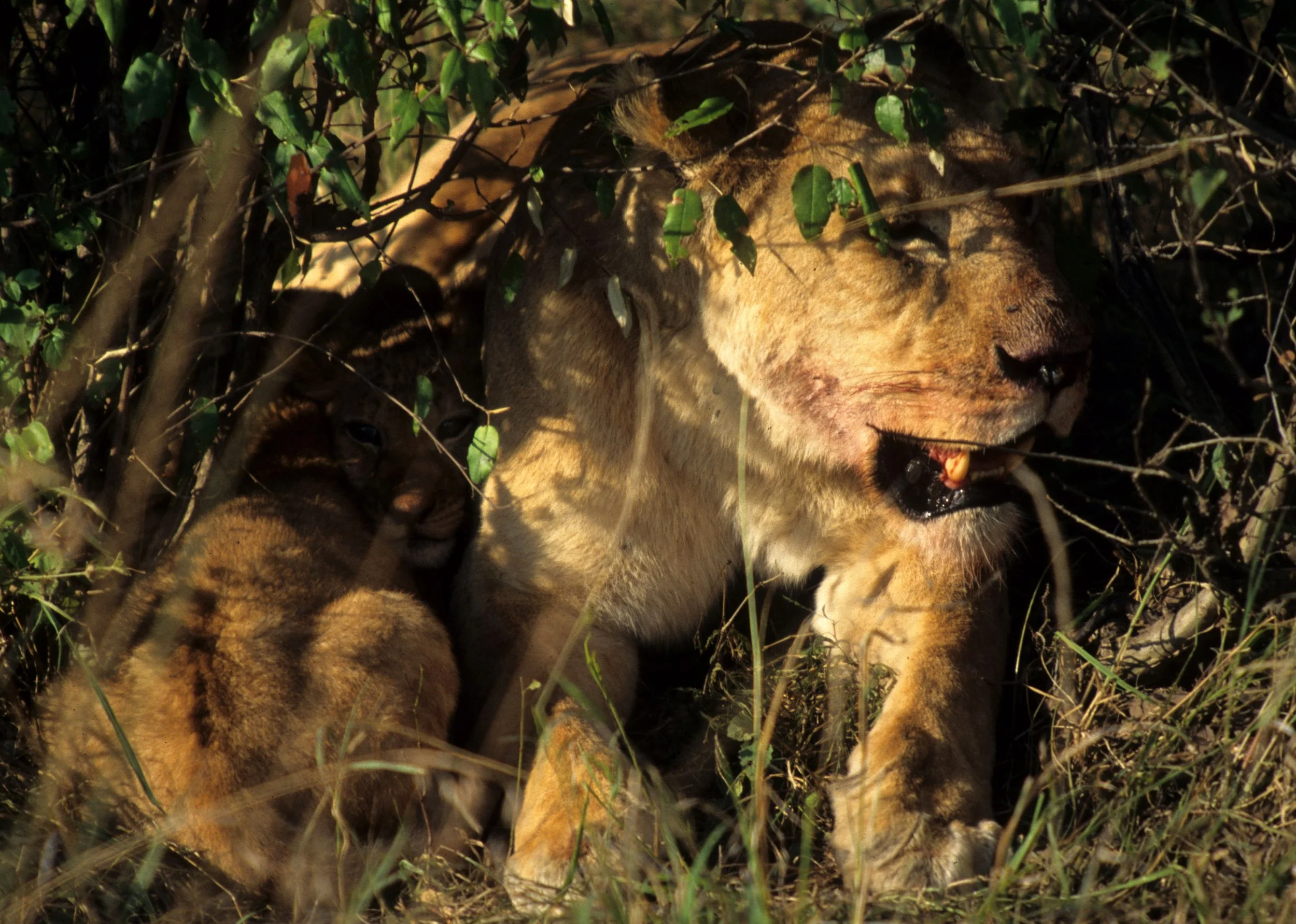 FELID - LION - SERENGETI (30).jpg