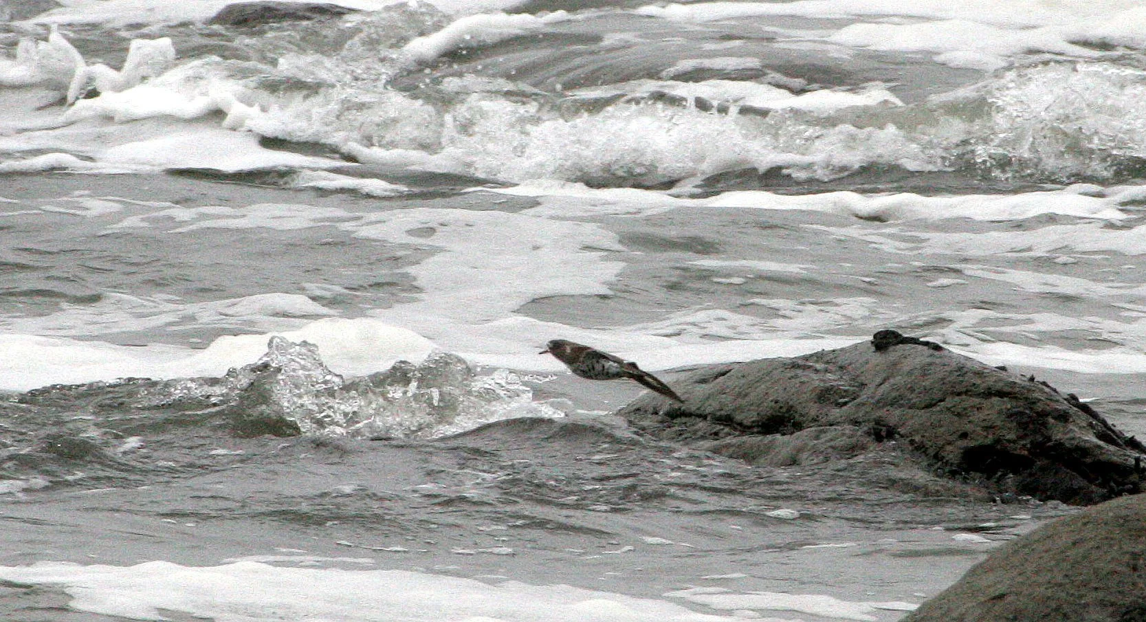 BIRD - SANDPIPER - SPOTTED SANDPIPER - ACTITIS MACULARIA - BEACH FOUR WASHINGTON (5).JPG