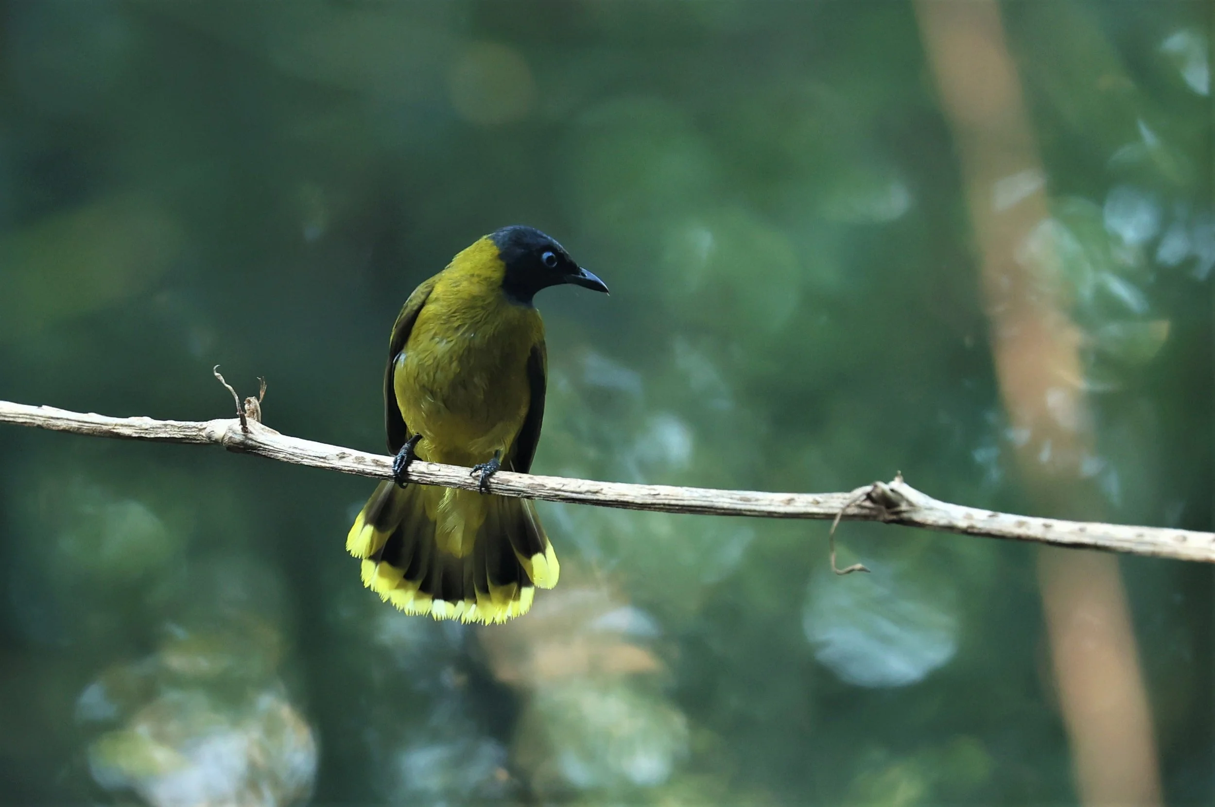 BULBUL - BLACK HEADED BULBUL - Pycnonotus atriceps - WAT THAM PRATHUM CHONBURI JAN 30 2022 (65).jpg