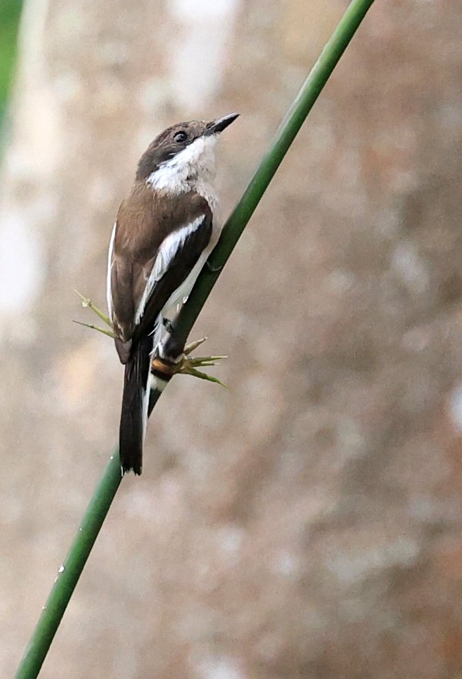 Bar-winged Flycatcher-shrike (Hemipus picatus) Khao Yai National Park Feb 2026 Day 2 (18).jpg