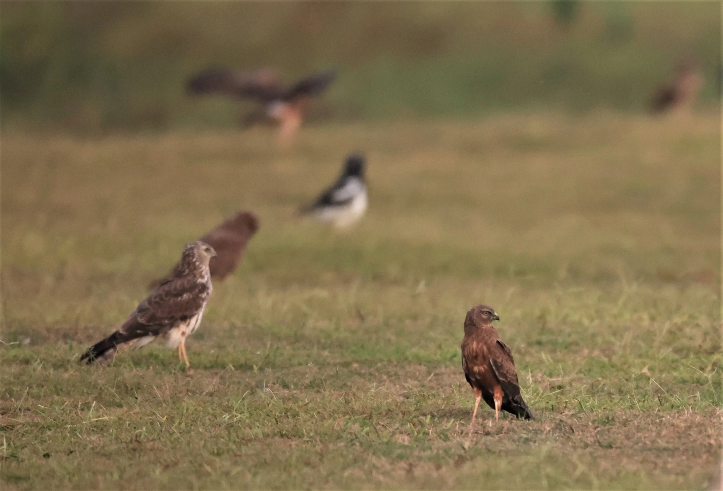 HARRIER - PIED HARRIER - Circus melanoleucos - YONOK CHIANG SAEN CHIANG RAI - ROOST (118).JPG