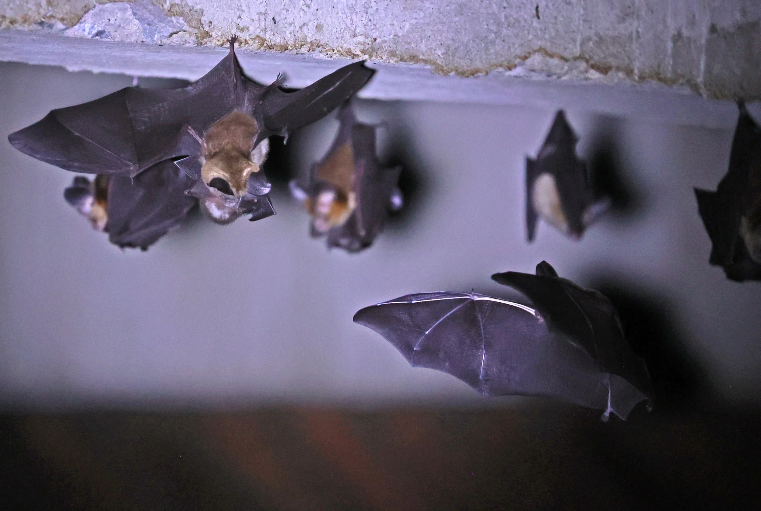 Hipposideros gentilis 