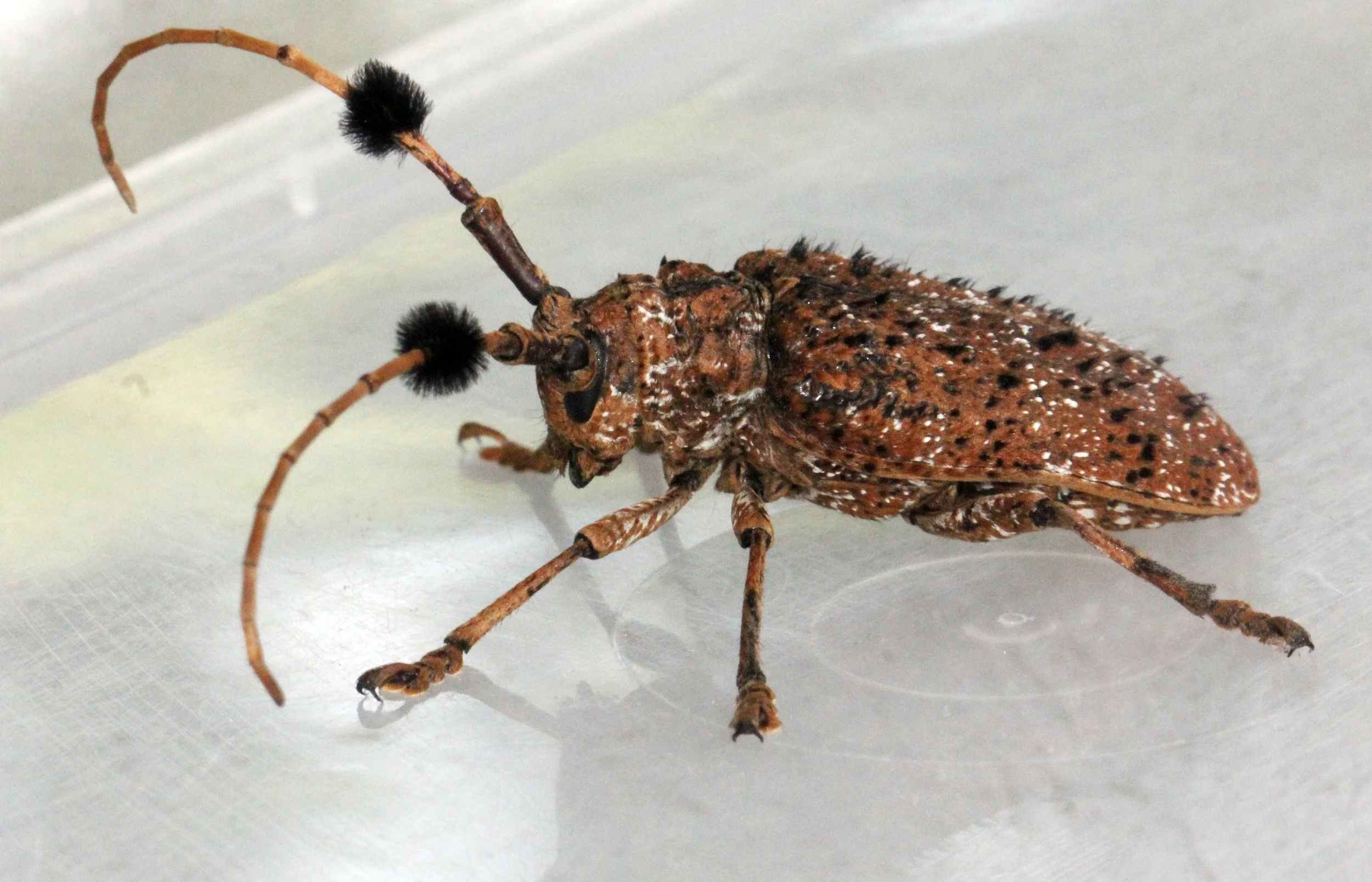 Aristobia freneyi - Lampang, Thailand (10).JPG
