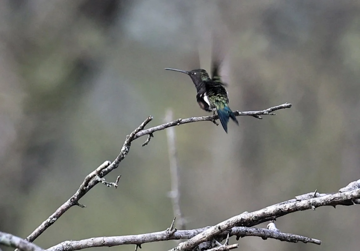 Blue-tufted Starthroat (Heliomaster furcifer) Selva Serena Natural Reserve (17).jpg