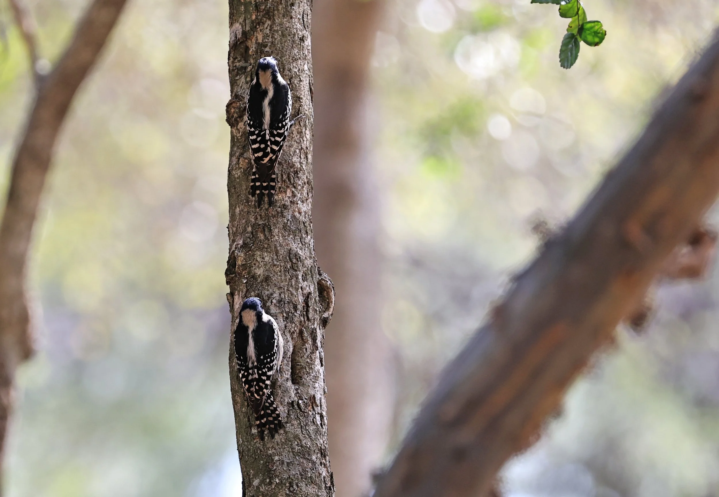 White-fronted Woodpecker (Melanerpes cactorum) Hotel Campestre Iparoma Paraguay (25).jpg