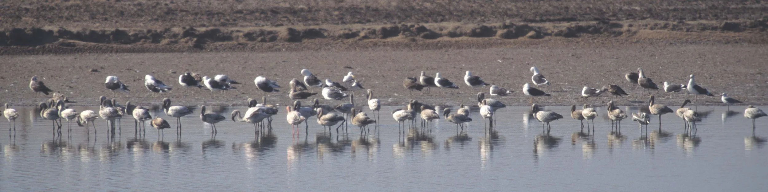 BIRDS - FLAMINGO - GREATER - NAMIBIA COAST 3.jpg
