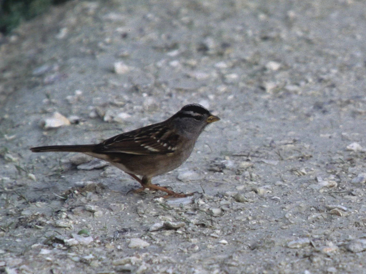 White-crowned Sparrow (Zonotrichia leucophrys) Point Reyes NP California.jpg