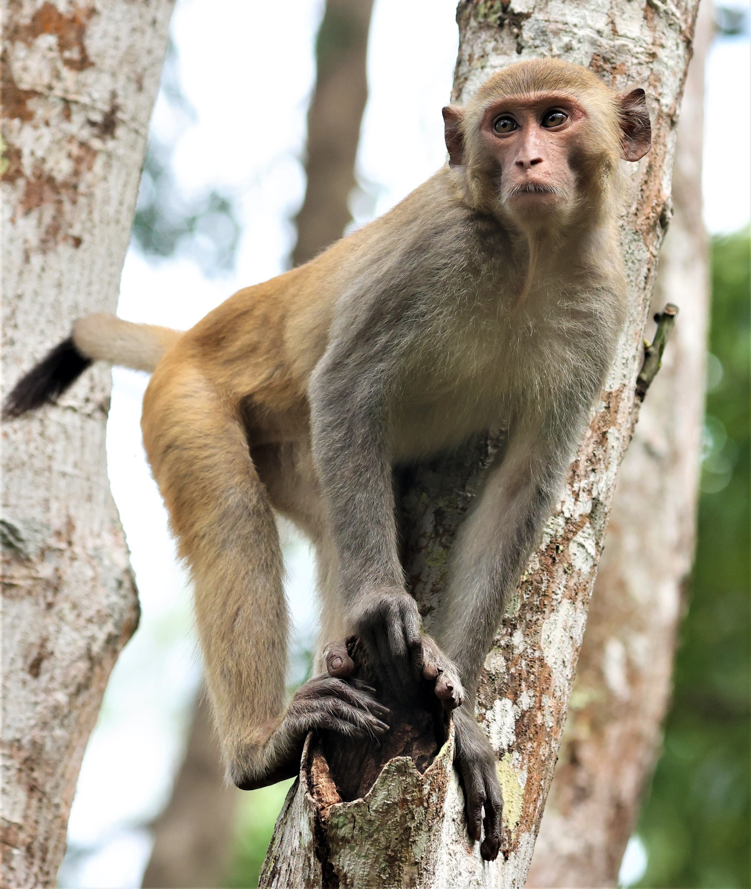 Macaca mulatta Rhesus Macaques — Coke Smith Wildlife