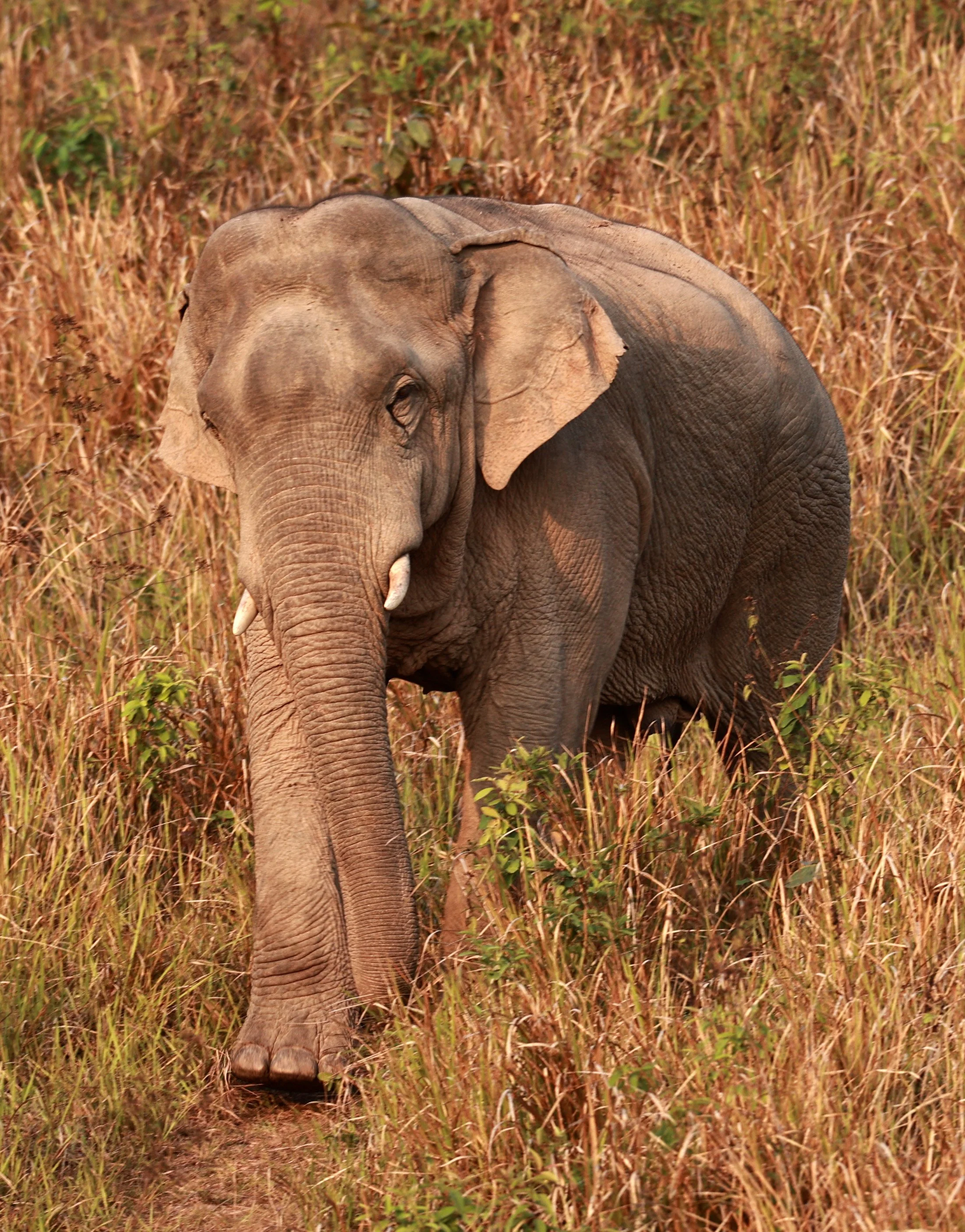 Asian Elephant (Elephas maximus) Khao Yai National Park, Thailand (34).jpg