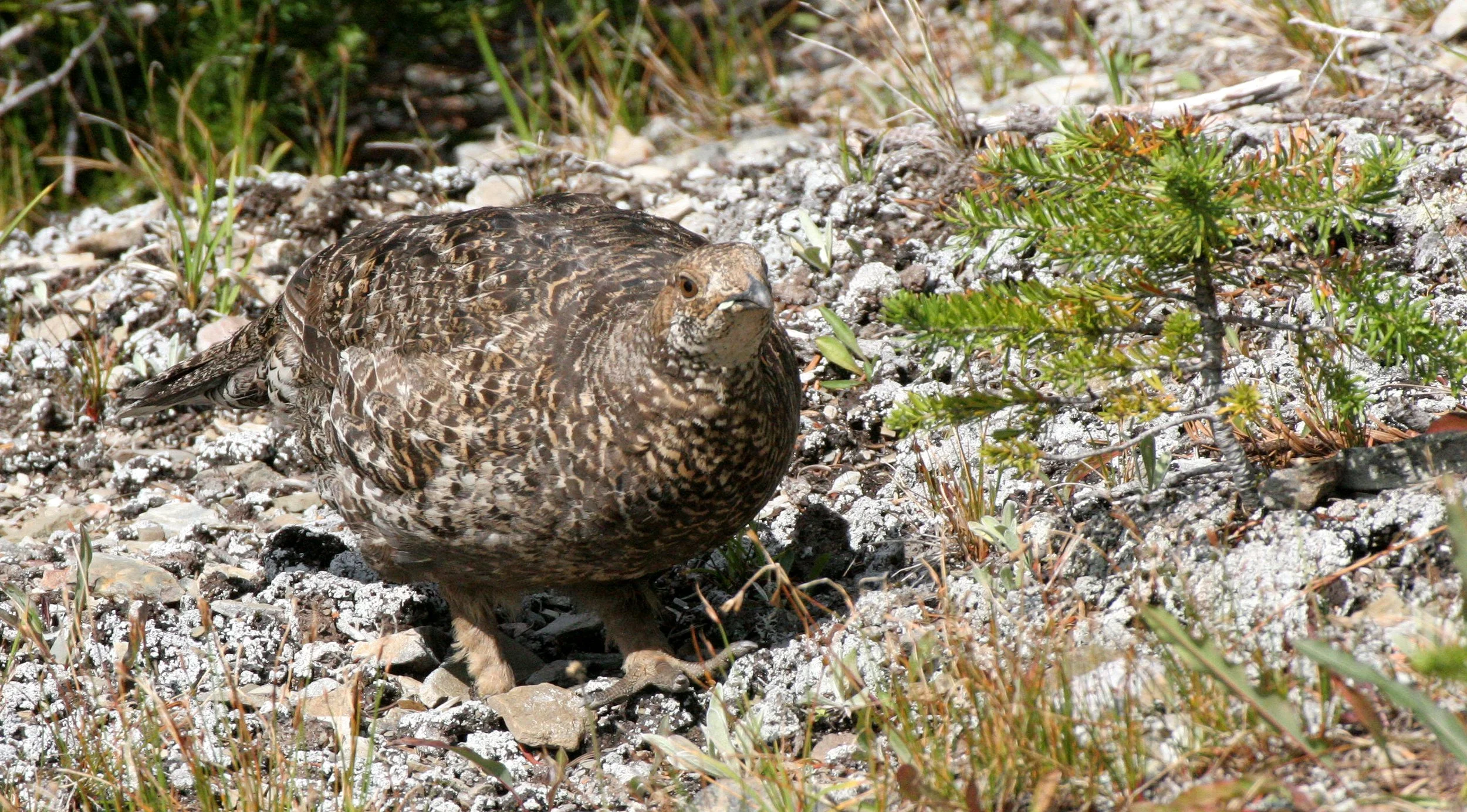 BIRD - GROUSE - BLUE-GROUSE - OLYMPIC NATIONAL PARK (13).JPG