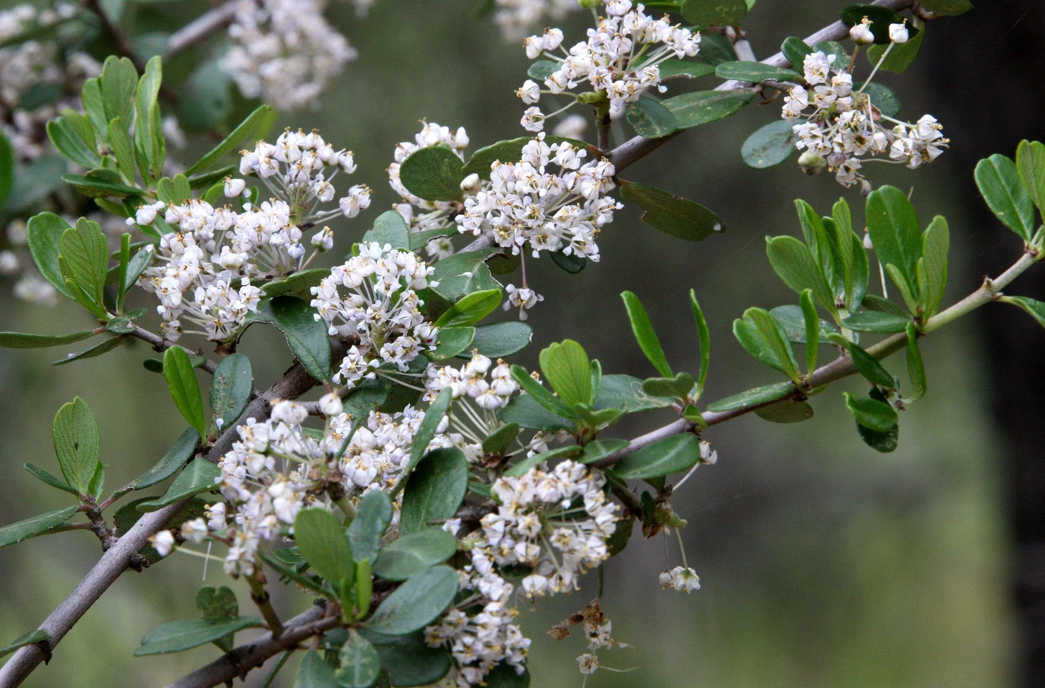 RHAMNACEAE - CEONOTHUS CUNEATUS - PINNACLES NATIONAL MONUMENT CALIFORNIA (2).JPG