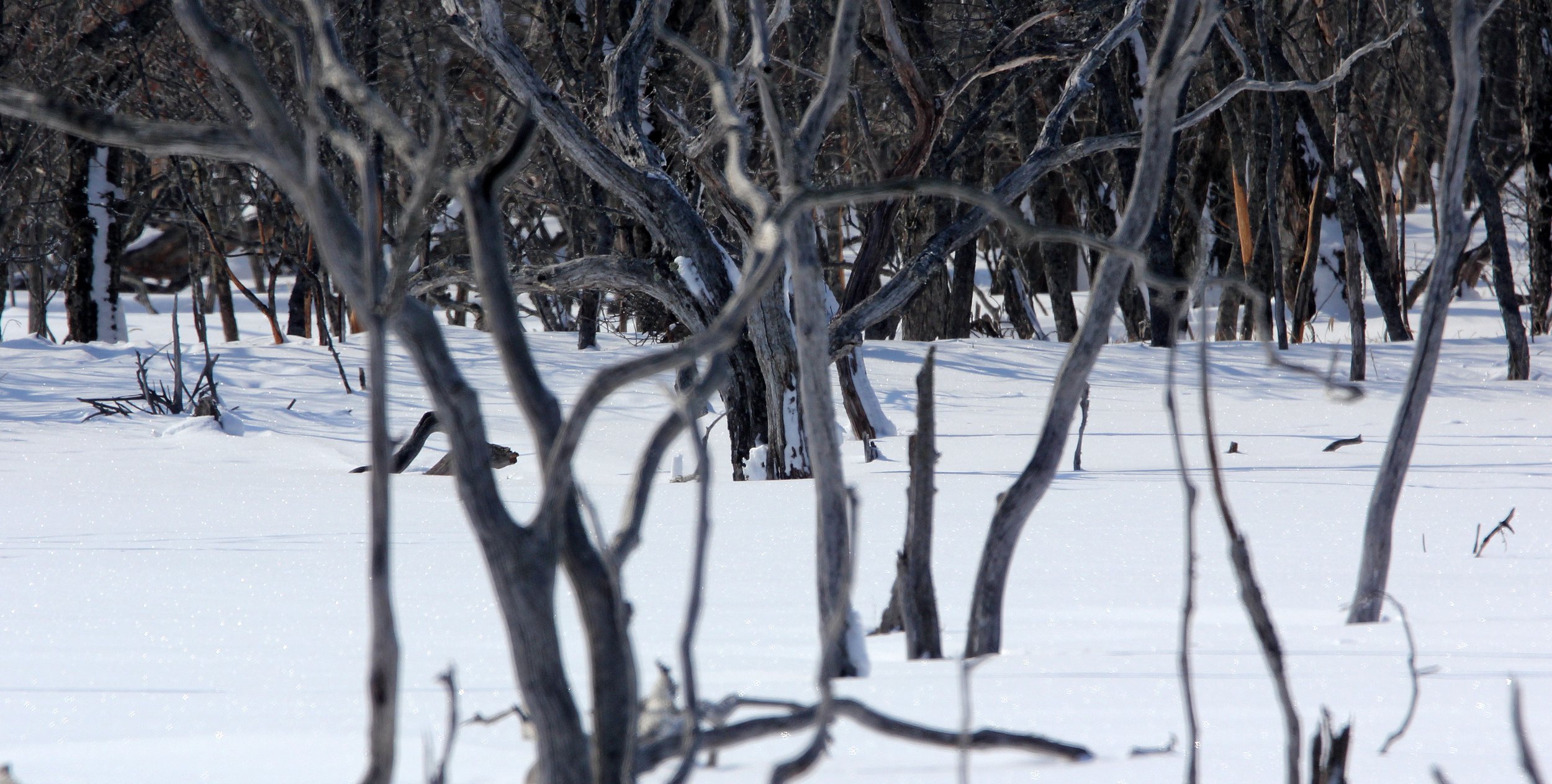 NOTSUKE PENINSULA - HOKKAIDO JAPAN - SAKHALIN FIR STAND (3).JPG