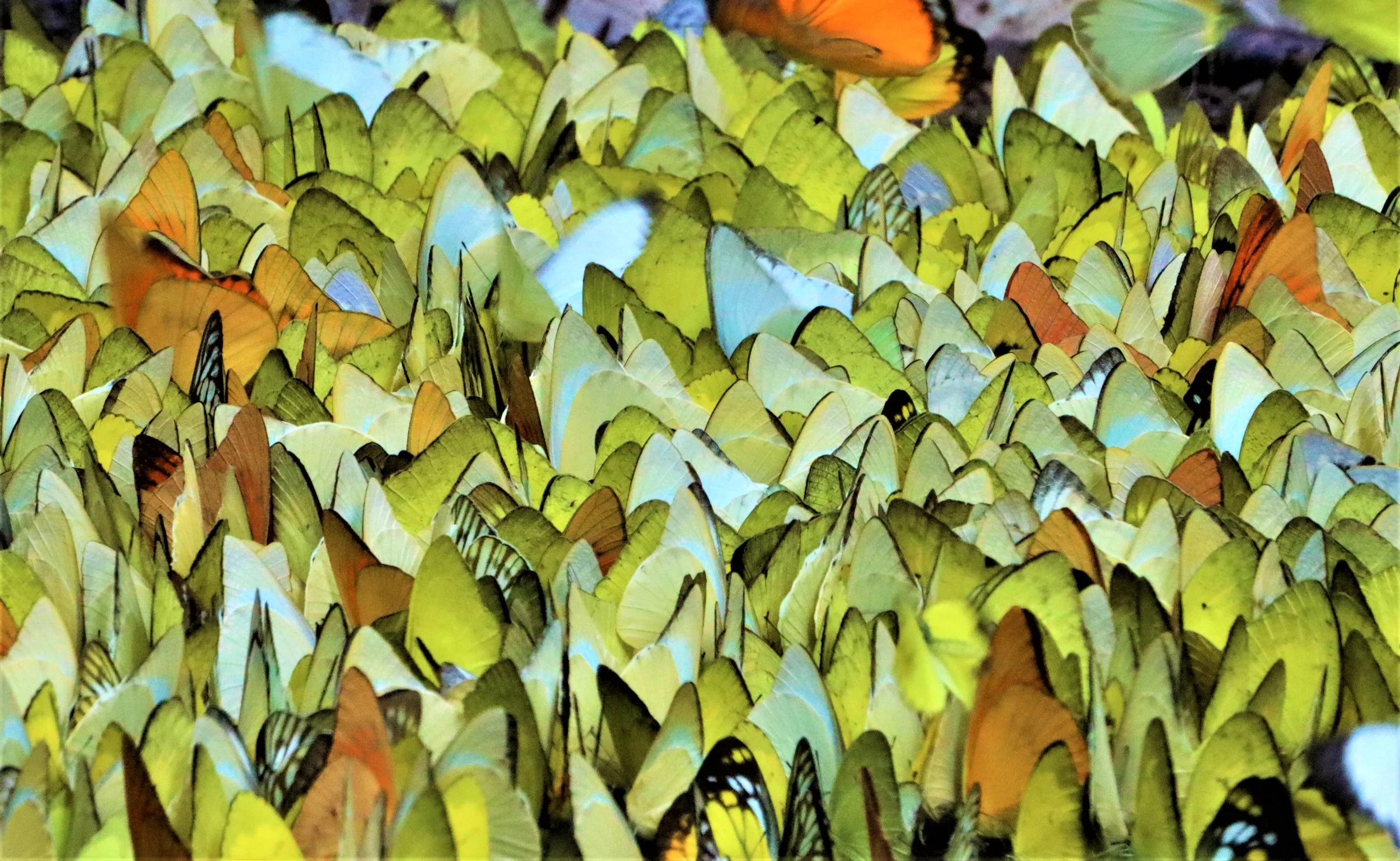 Family Pieridae - Cabbage Butterflies - Whites & Sulfurs