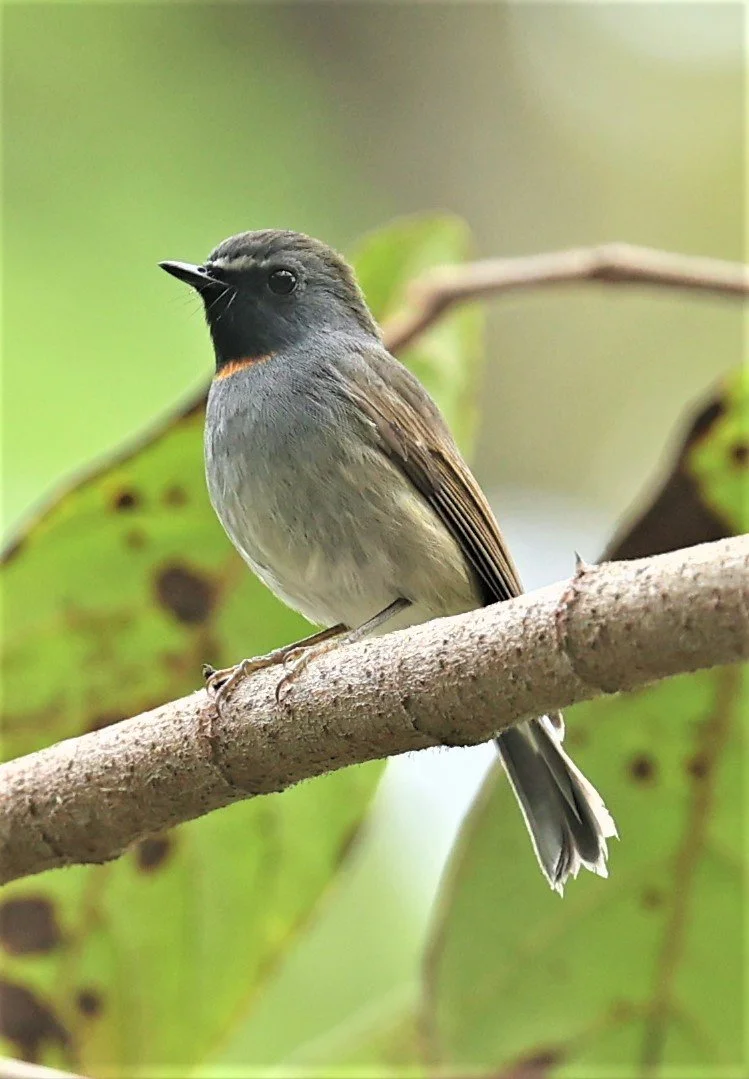 FLYCATCHER - RUFOUS-GORGETED FLYCATCHER - Ficedula strophiata - DOI SAN JU (DOI LANG WEST) FEB 2022 (11).jpg