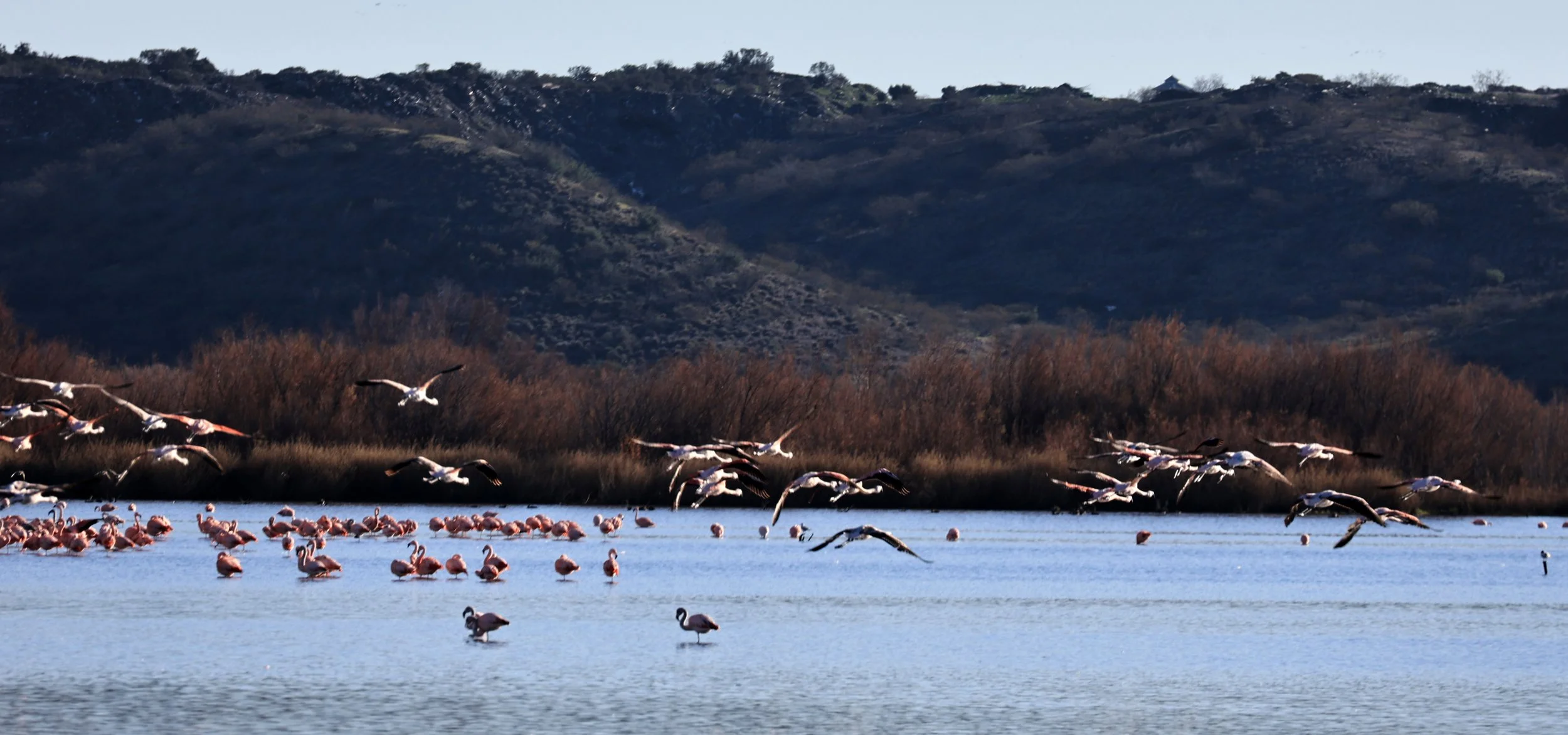 Chilean Flamingo (Phoenicopterus chilensis) Lagunas del Ornitólogo, Trelew Argentina (35).jpg