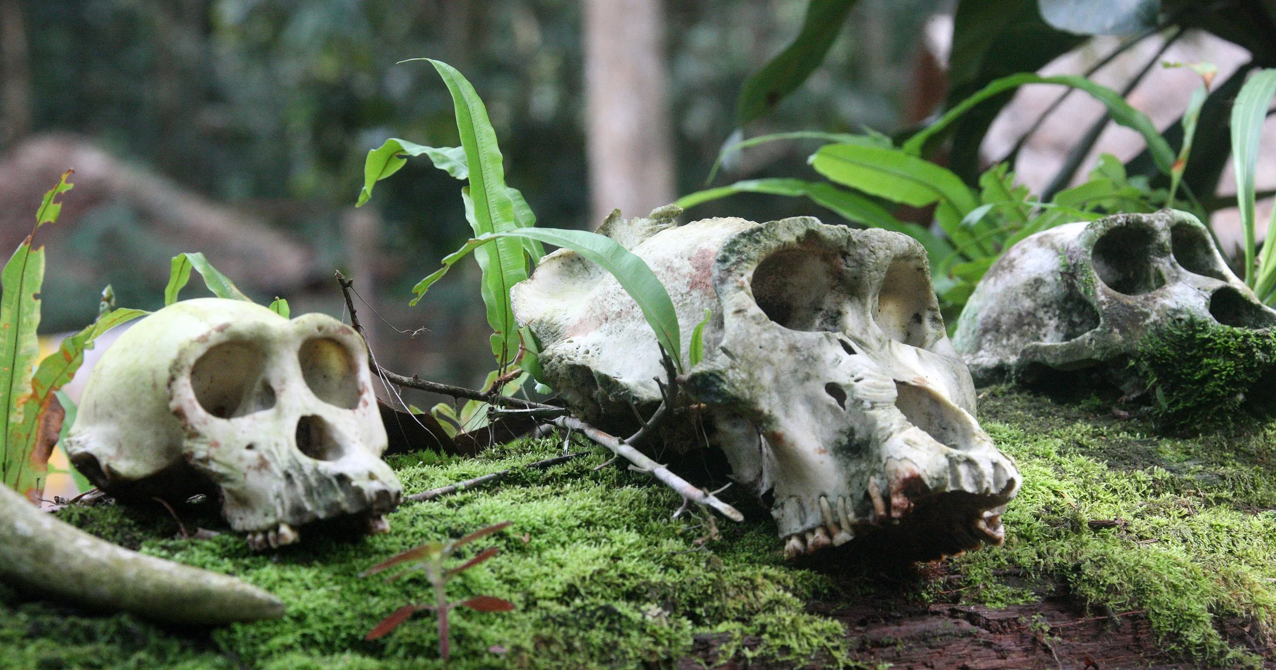 DZANGA NDOKI NATIONAL PARK CENTRAL AFRICAN REPUBLIC (47).JPG