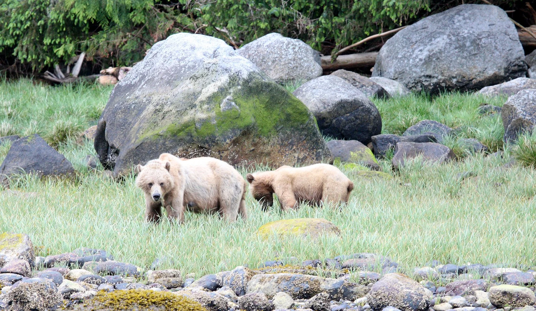Ursus arctos stikeenensis - STICKEEN'S GRIZZLY BEAR - KNIGHT'S INLET BRITISH COLUMBIA (1).JPG