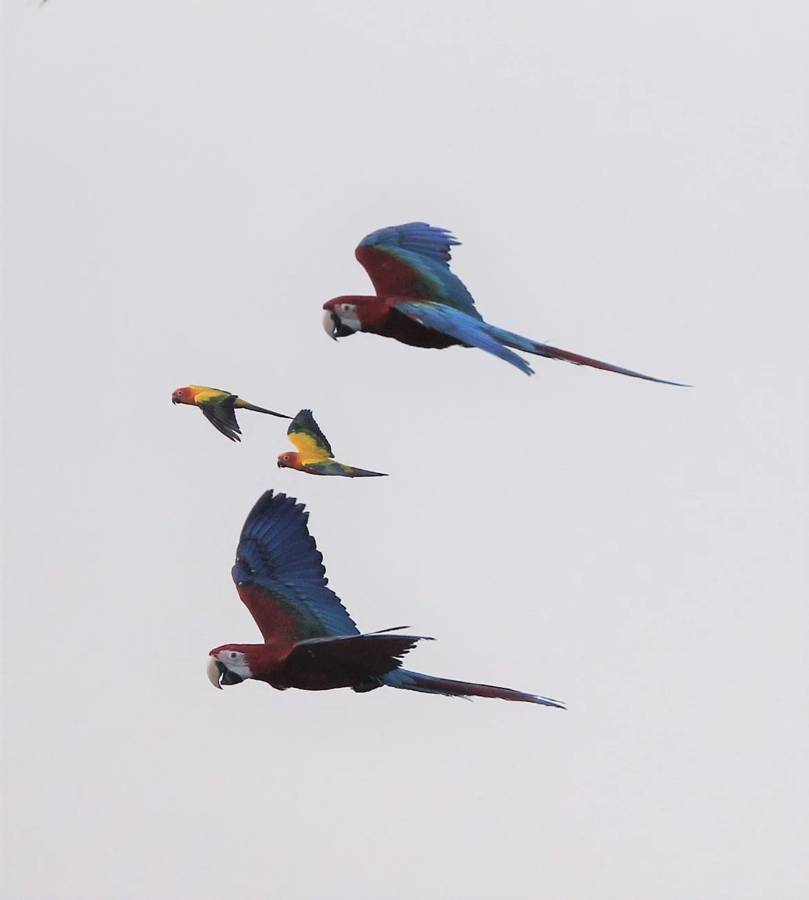 BIRD - MACAW - SCARLET MACAW - PAK NAM THAILAND O.jpg