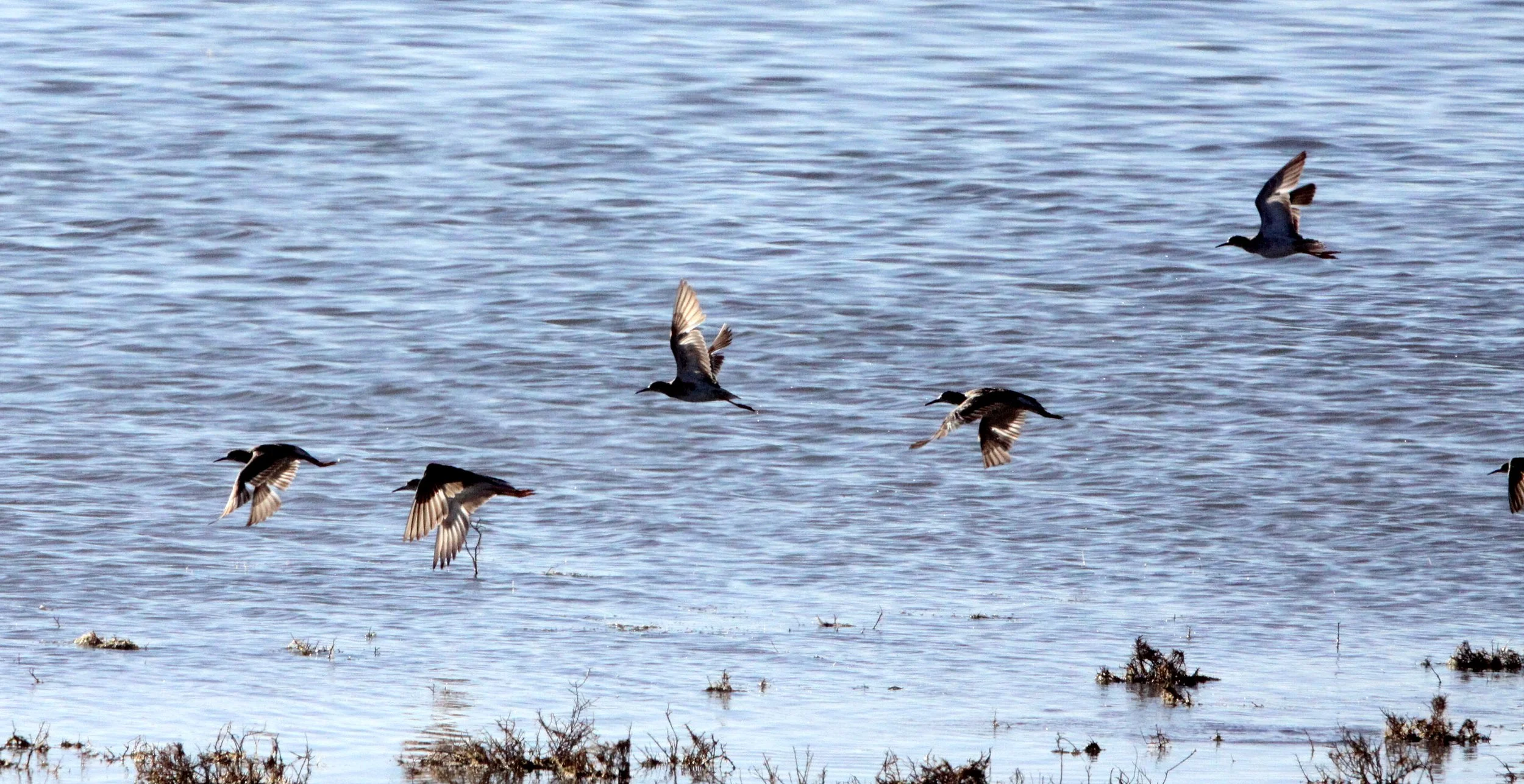 BIRD - SANDPIPER - WOOD SANDPIPER - TRINGA GLAREOLA - MARRICK CAMP KIMBERLY SOUTH AFRICA (4).JPG