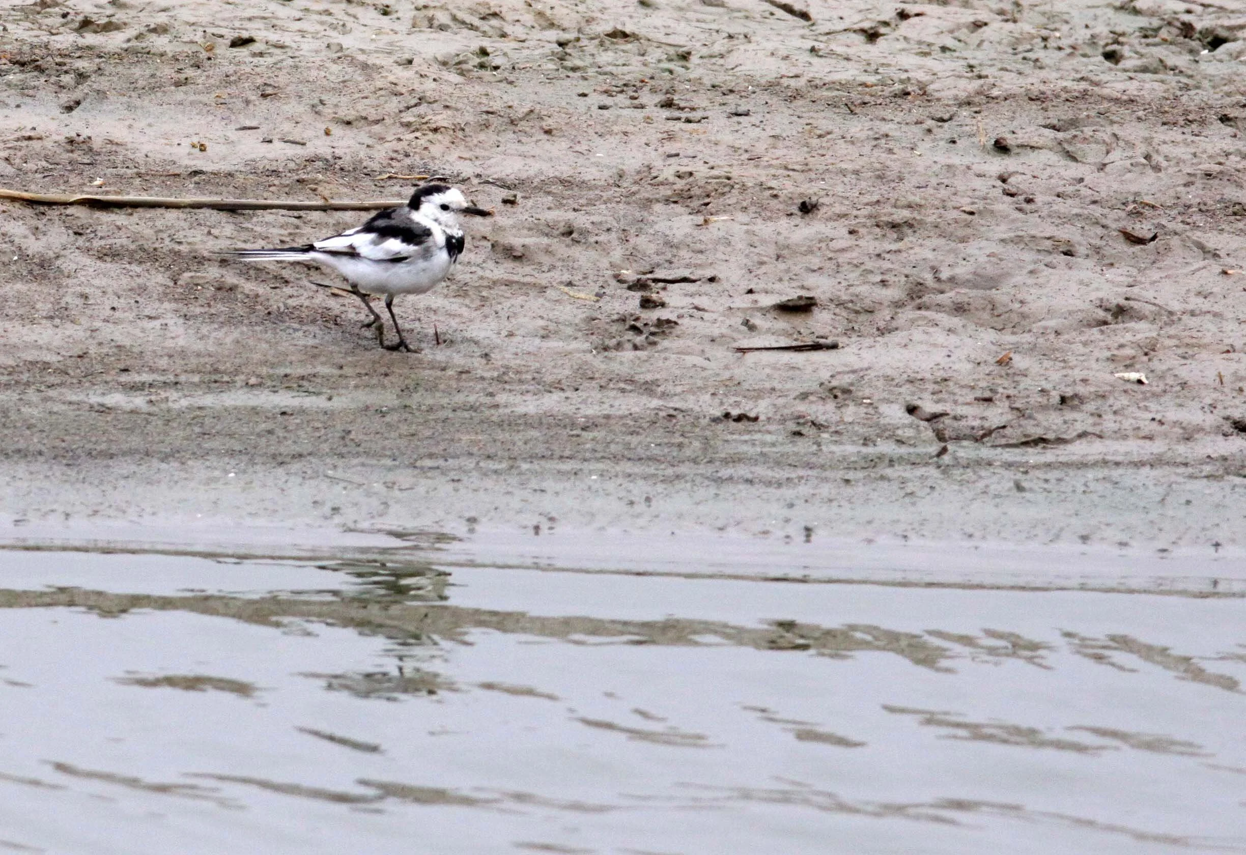 WHITE WAGTAIL- YANCHENG CHINA (2).JPG