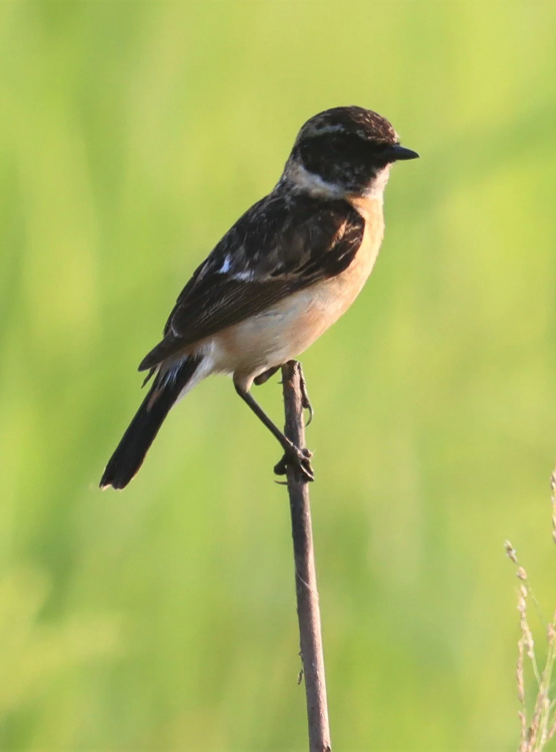 STONECHAT - SIBERIAN STONECHAT - Saxicola maurus - LAT KRABANG WETLANDS NEAR BKK (21).jpg