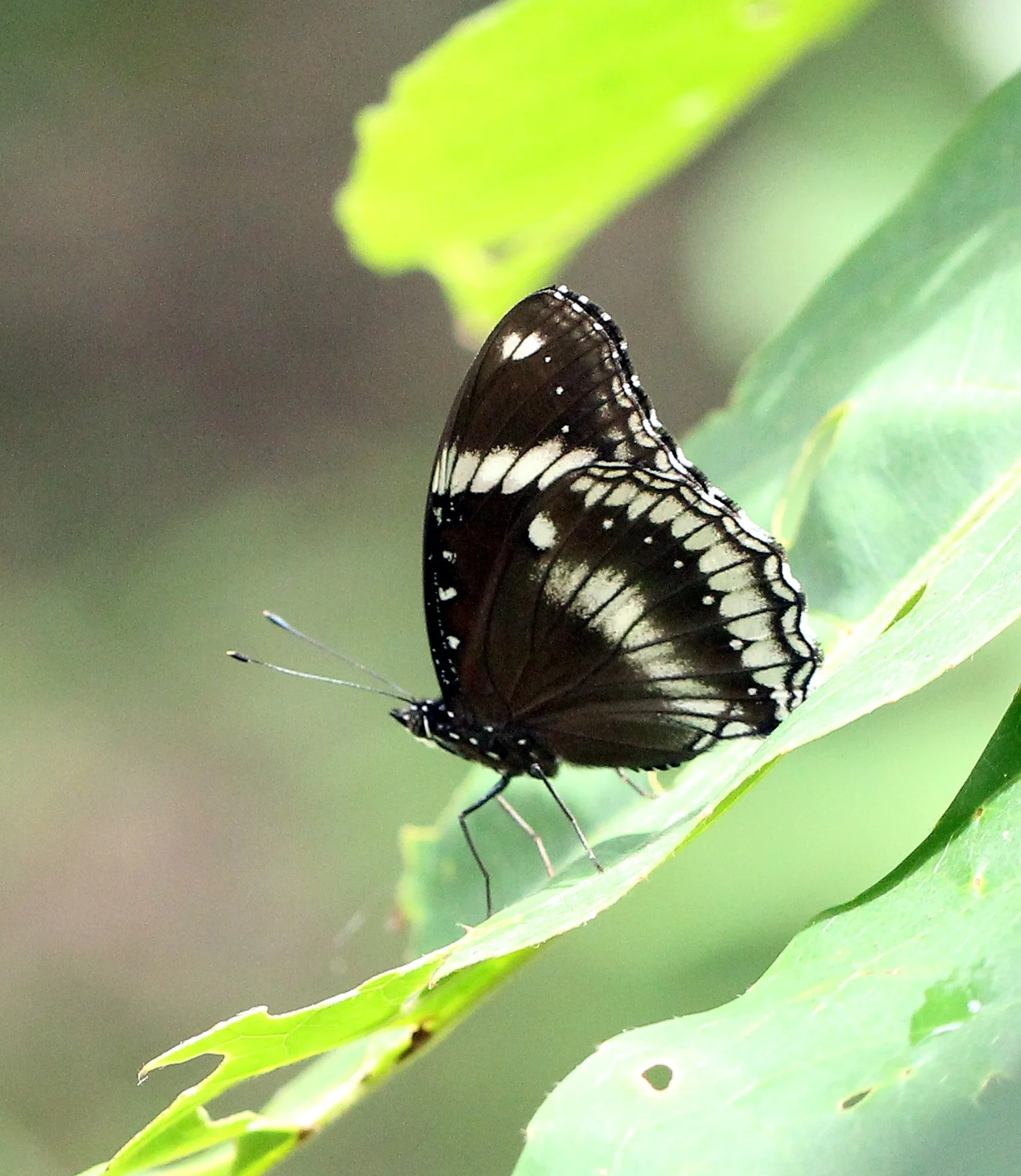 Nymphalidae - Hypolimnas bolina - Koh Lanta Thailand 