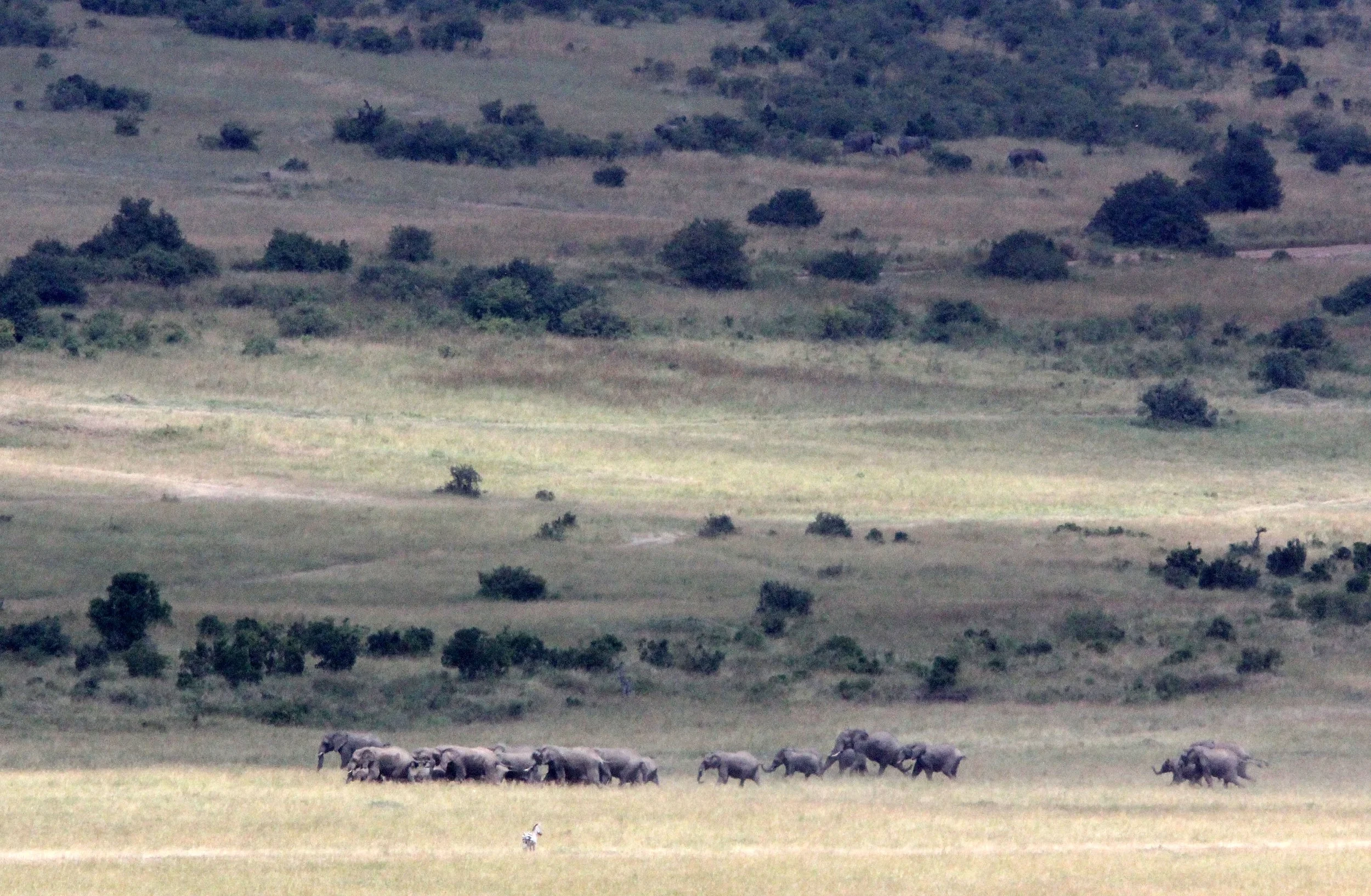 ELEPHANT - MASAI MARA NATIONAL PARK KENYA (10).JPG