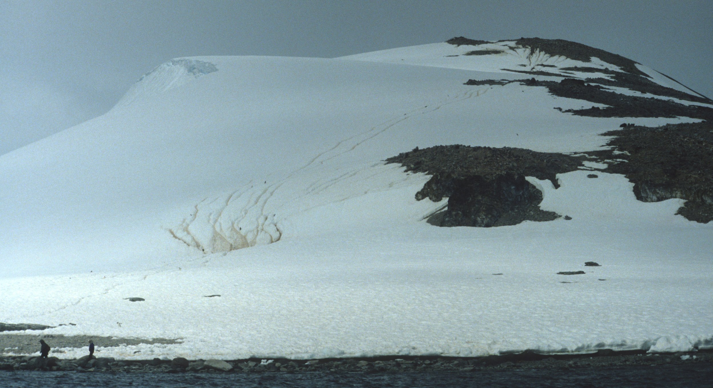 Gentoo Penguin (Pygoscelis papua) Danco Island Antarctic Peninsula (34).jpg