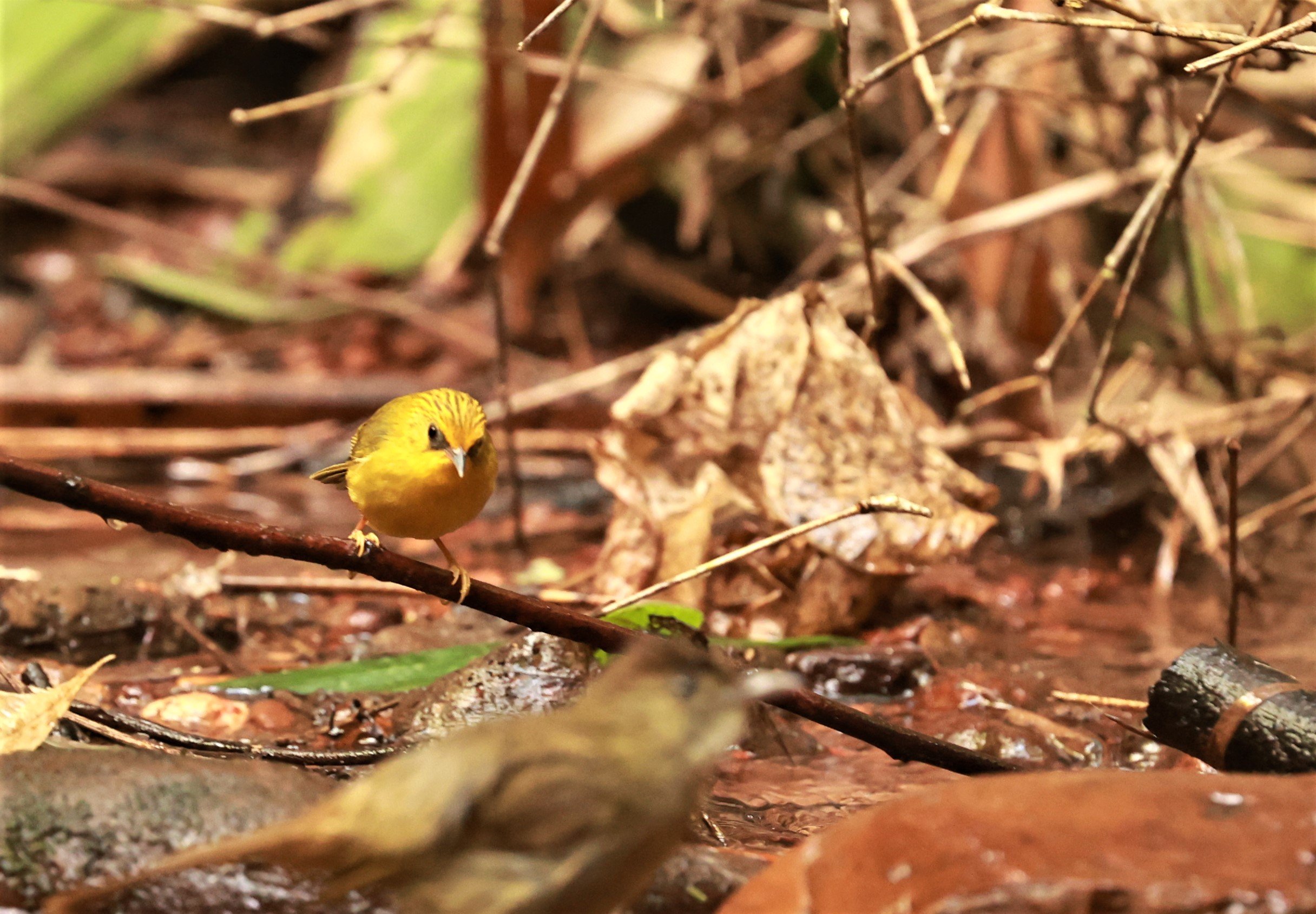 BABBLER - GOLDEN BABBLER  - Cyanoderma chrysaeum - PHU SUAN SAI NATIONAL PARK LOEI PROVINCE (3).jpg