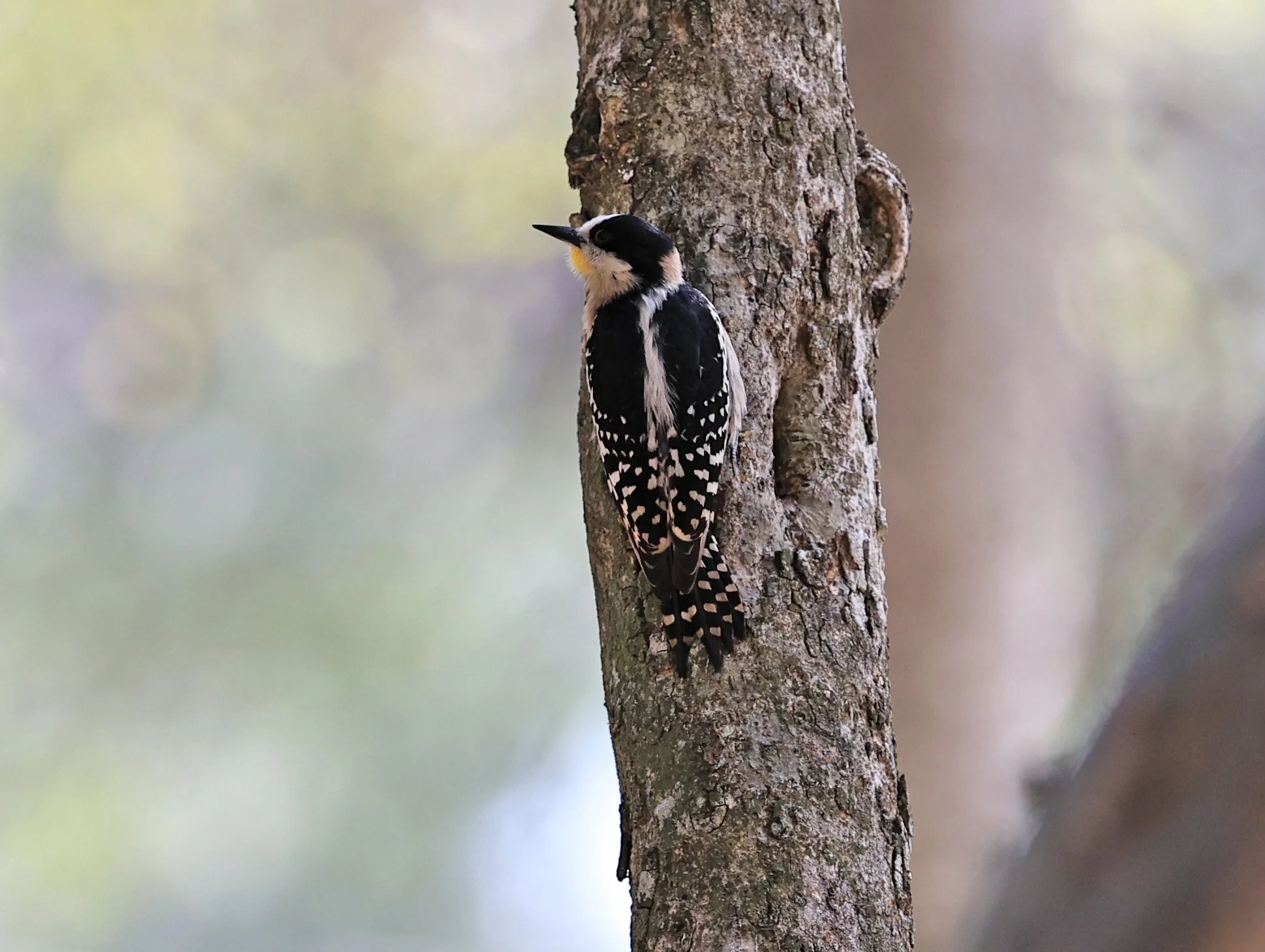 White-fronted Woodpecker (Melanerpes cactorum) Hotel Campestre Iparoma Paraguay (27).jpg