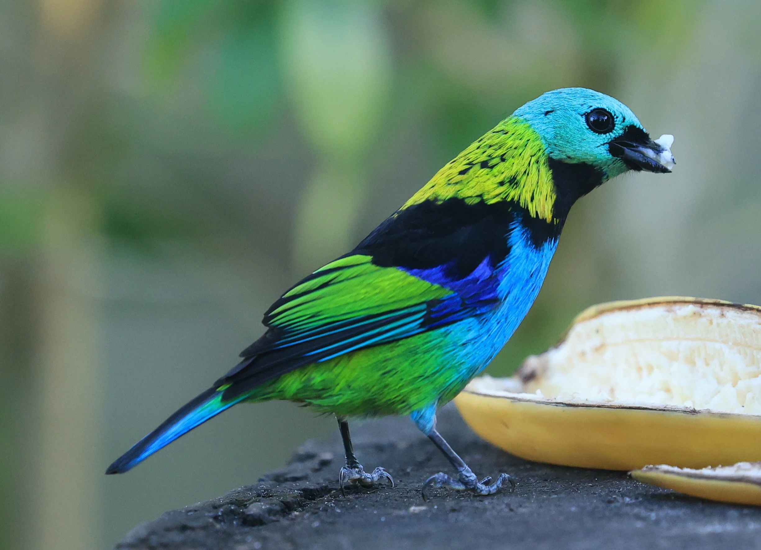 Green-headed Tanager (Tangara seledon)  Superagui National Park, Brazil (245).jpg