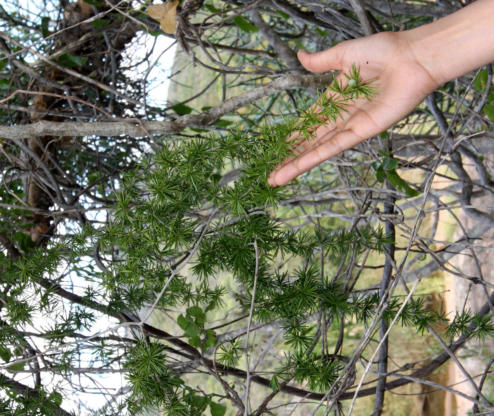 PLANT - SPECIES - ANDOHAHELA NATIONAL PARK MADGASCAR (23).JPG