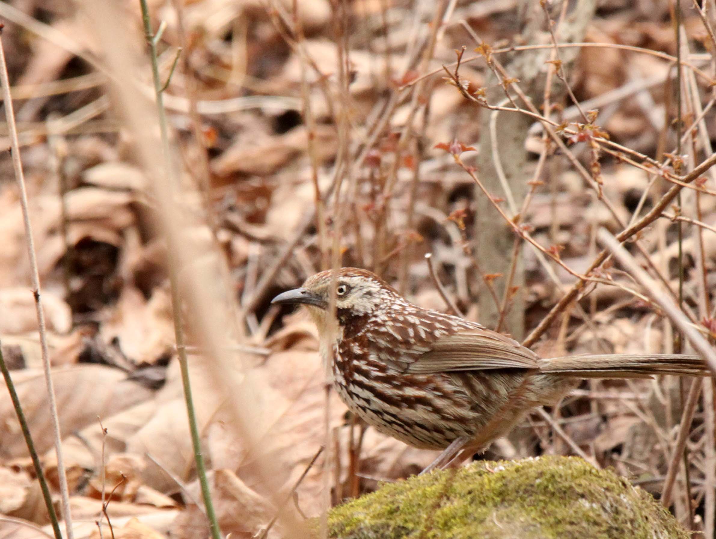 BIRD - BABAX - CHINESE BABAX - FOPING NATURE RESERVE - SHAANXI PROVINCE CHINA (1).JPG