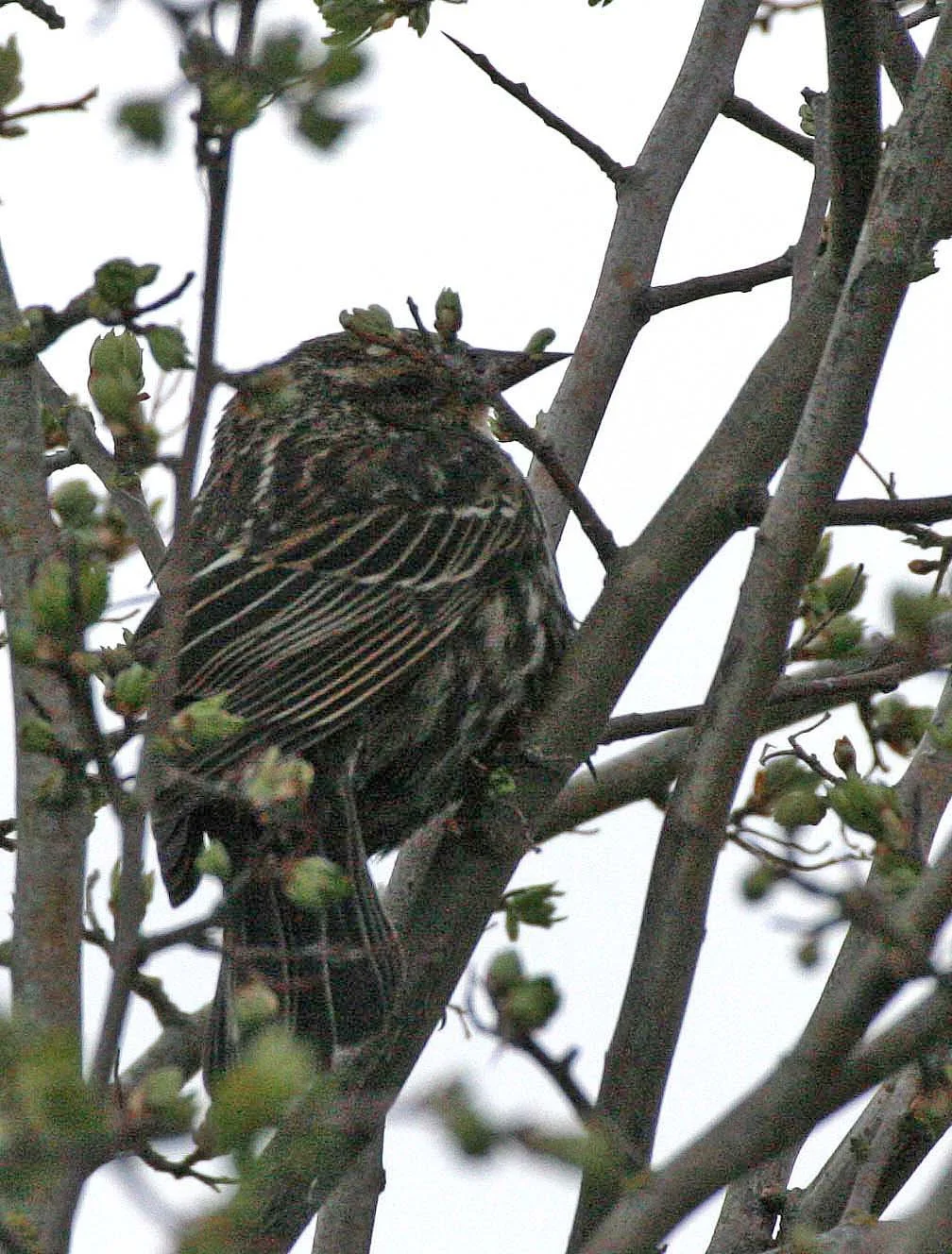 Red-winged Blackbird (Agelaius phoeniceus) Jamestown Olympic Peninsula Washington (28).JPG
