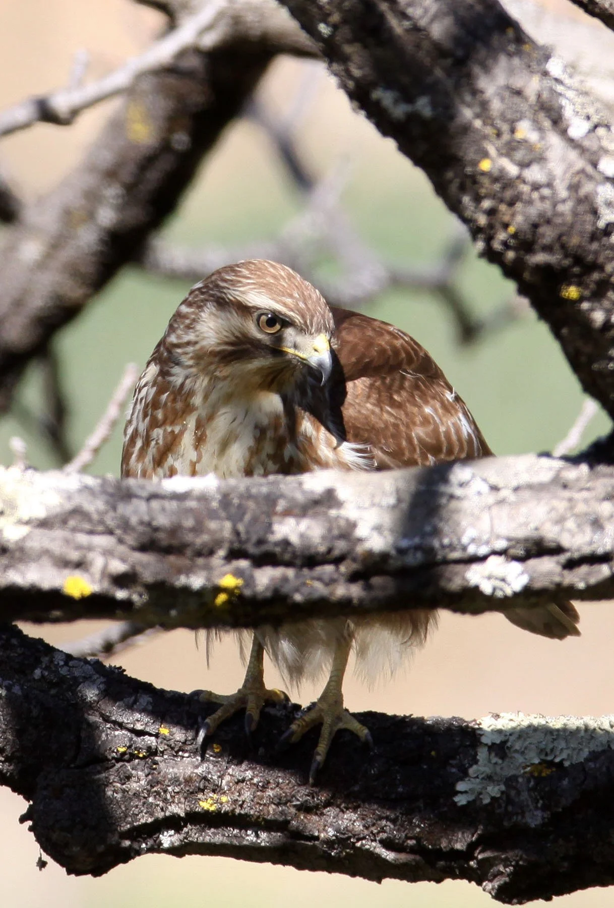 Buteo buteo - COMMON BUZZARD - TACHENG YUNNAN CHINA - BAIMA SNOW MOUNTAIN (27).JPG