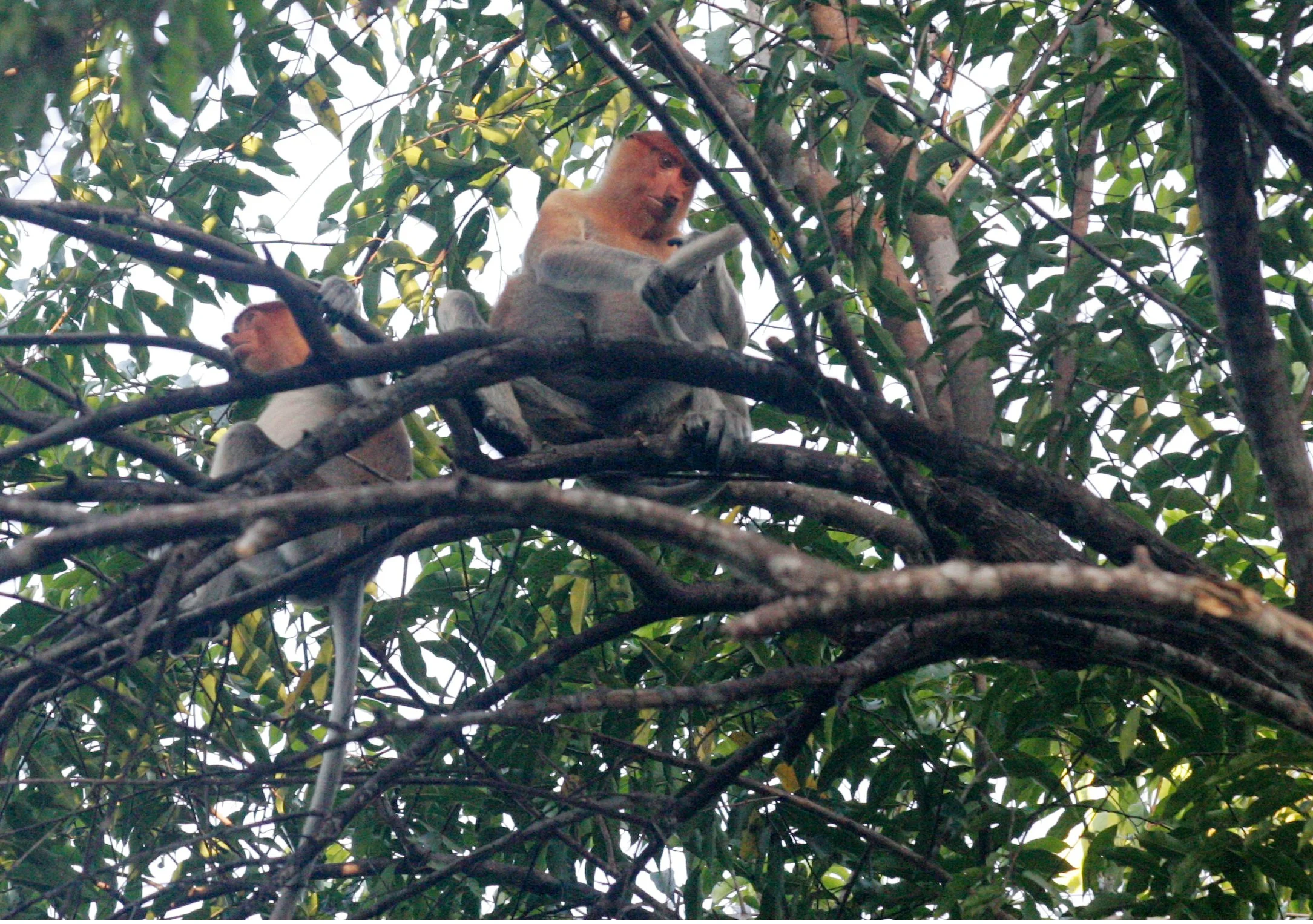 CERCOPITHECIDAE - Nasalis larvatus -PROBOSCIS MONKEY TROOP - KINABATANGAN RIVER BORNEO  (3).JPG