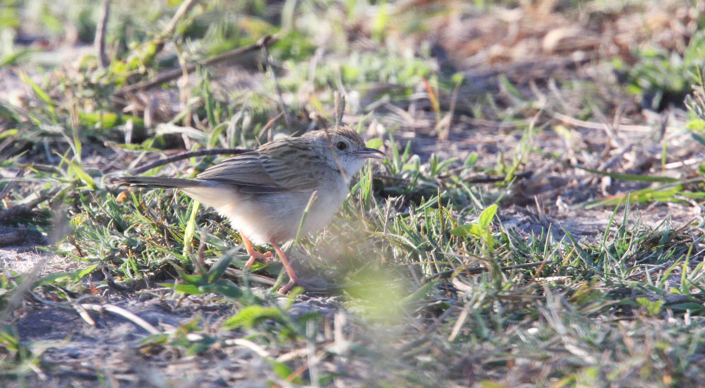 Rufous-naped Lark (Mirafra africana) Khwai Camp Okavango Botswana (1).JPG
