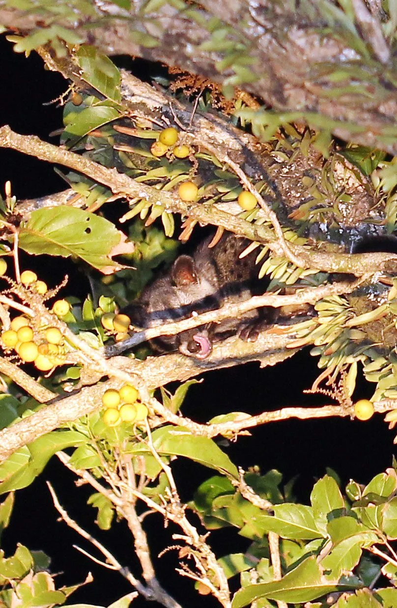 Paradoxus hermaphroditus laotum - COMMON PALM CIVET - KOH LANTA THAILAND (43).JPG