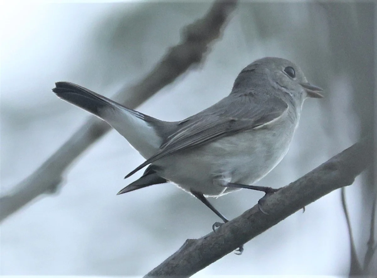 FLYCATCHER - Taiga Flycatcher - Ficedula albicilla - CHIANG SAEN CHIANG RAI (4).JPG
