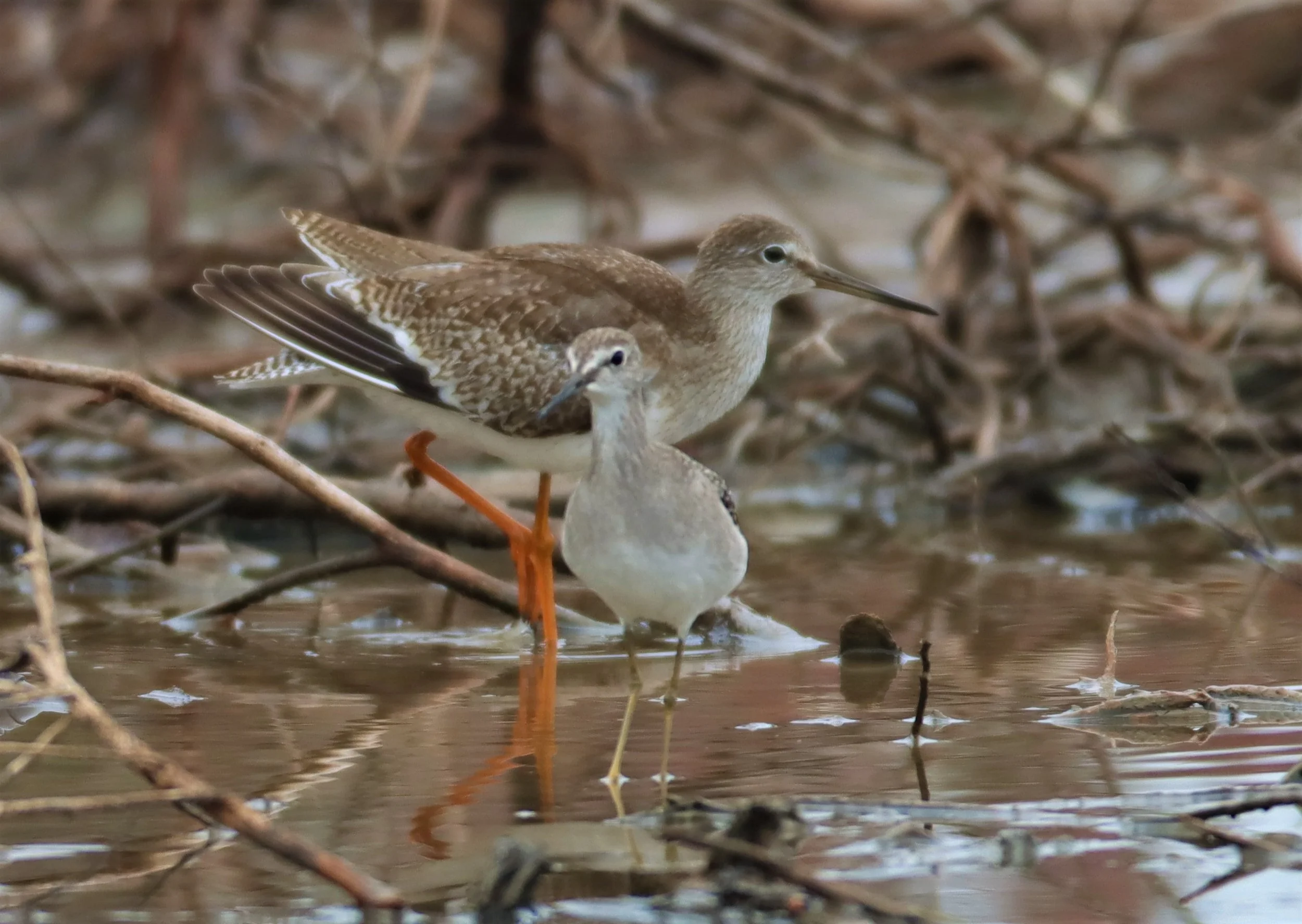 REDSHANK - SPOTTED REDSHANK - Tringa erythropus - WITH WOOD SANDPIPER - BANG PU MANGROVE RESERVE SAMUT PRAKAN SEPT 5 2021 (2).jpg