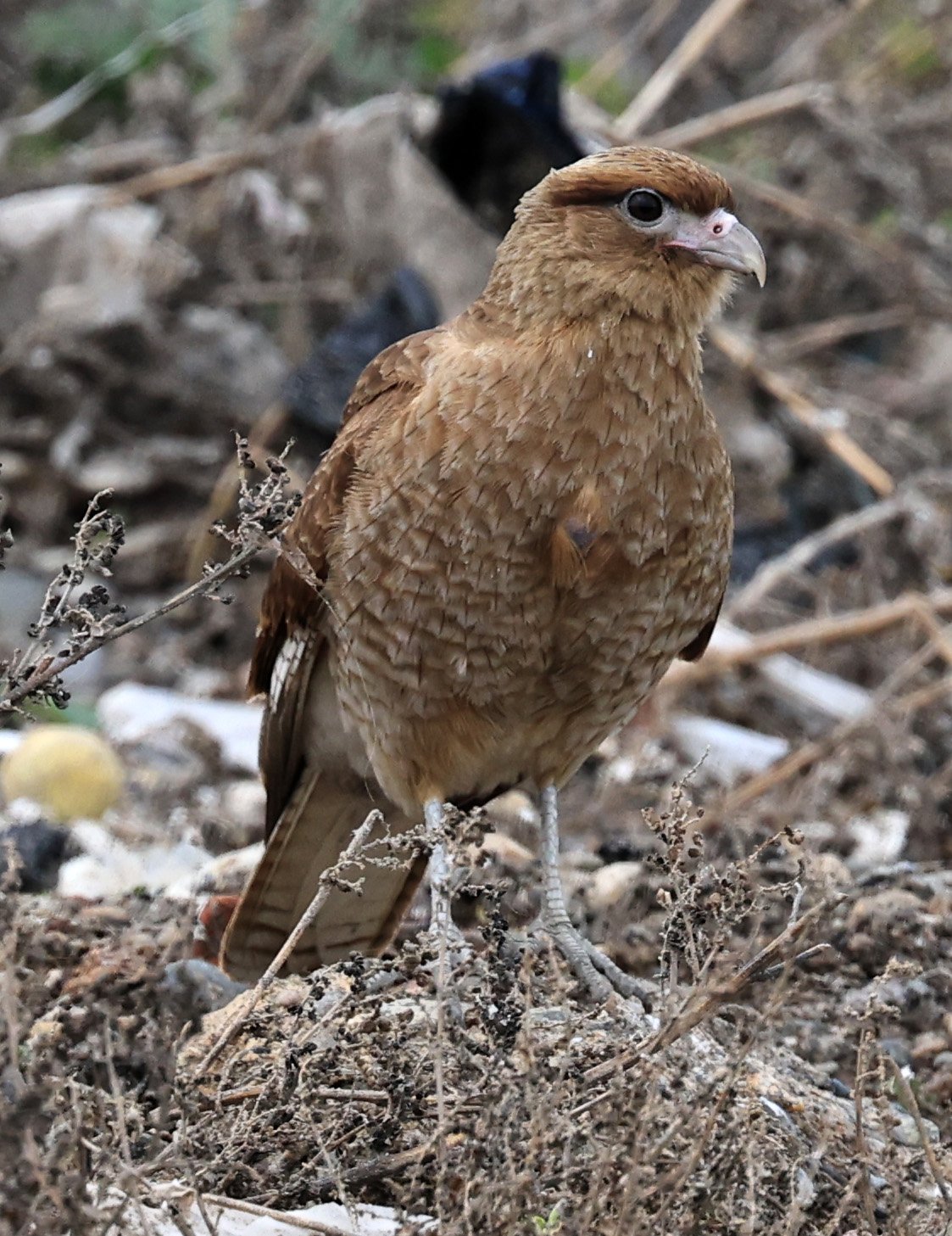 Chimango Caracara (Daptrius chimango) Lagunas del Ornitólogo, Trelew Argentina (23).jpg