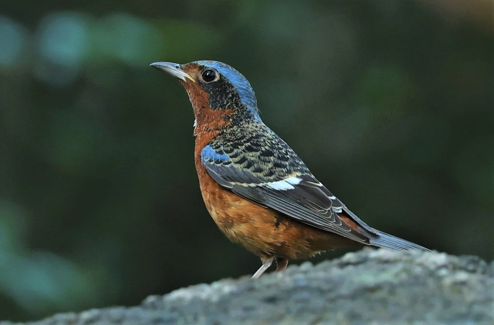 ROCK-THRUSH - WHITE-THROATED ROCK-THRUSH - Monticola gularis - WAT THAM PRATHUM CHONBURI JAN 30 2022 (132).jpg