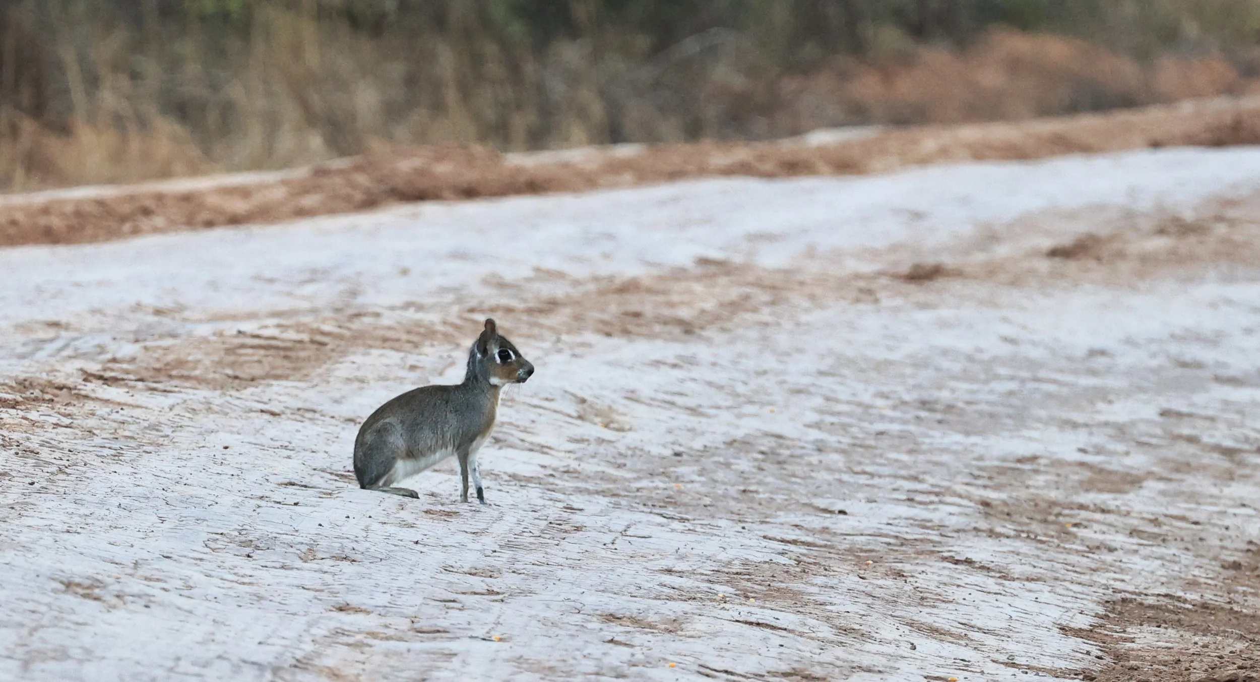 Chacoan Mara (Pediolagus salinicola) Agua Dulce Paraguay (5).jpg